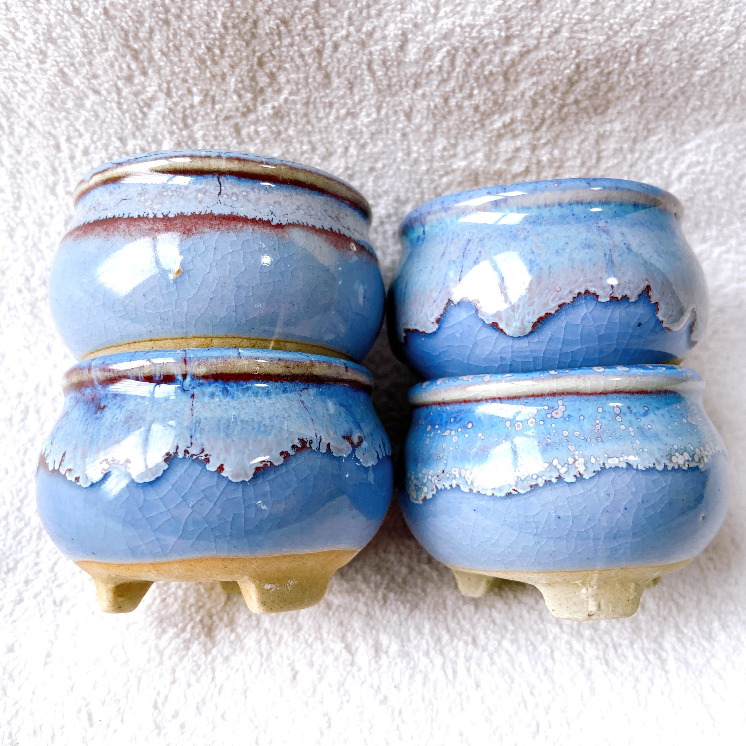 ピラカンサス盆栽 青い陶器鉢付き ピラカンサス盆栽 青い陶器鉢付き 【公式通販】