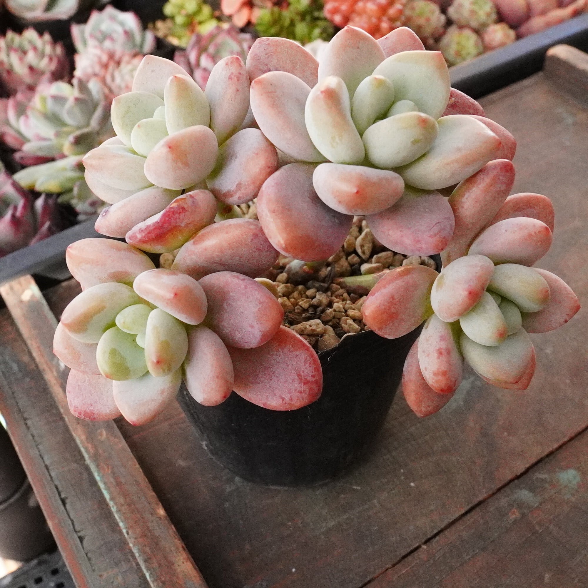 カ*す様 K1184　プロリフィカ　70株　多肉植物 抜き苗 エケベリア 韓国苗 カ*す様 K1184 プロリフィカ 70株 多肉植物 抜き苗 エケベリア 韓国苗