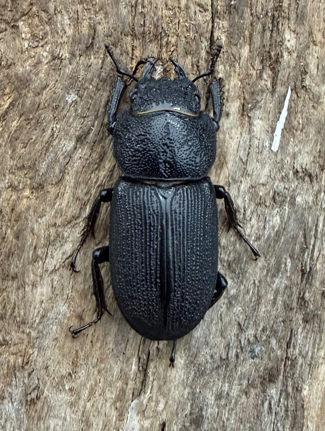 【WD】《ドルクス zhouchaoi(メンシウス ssp.) 21mm ペア》