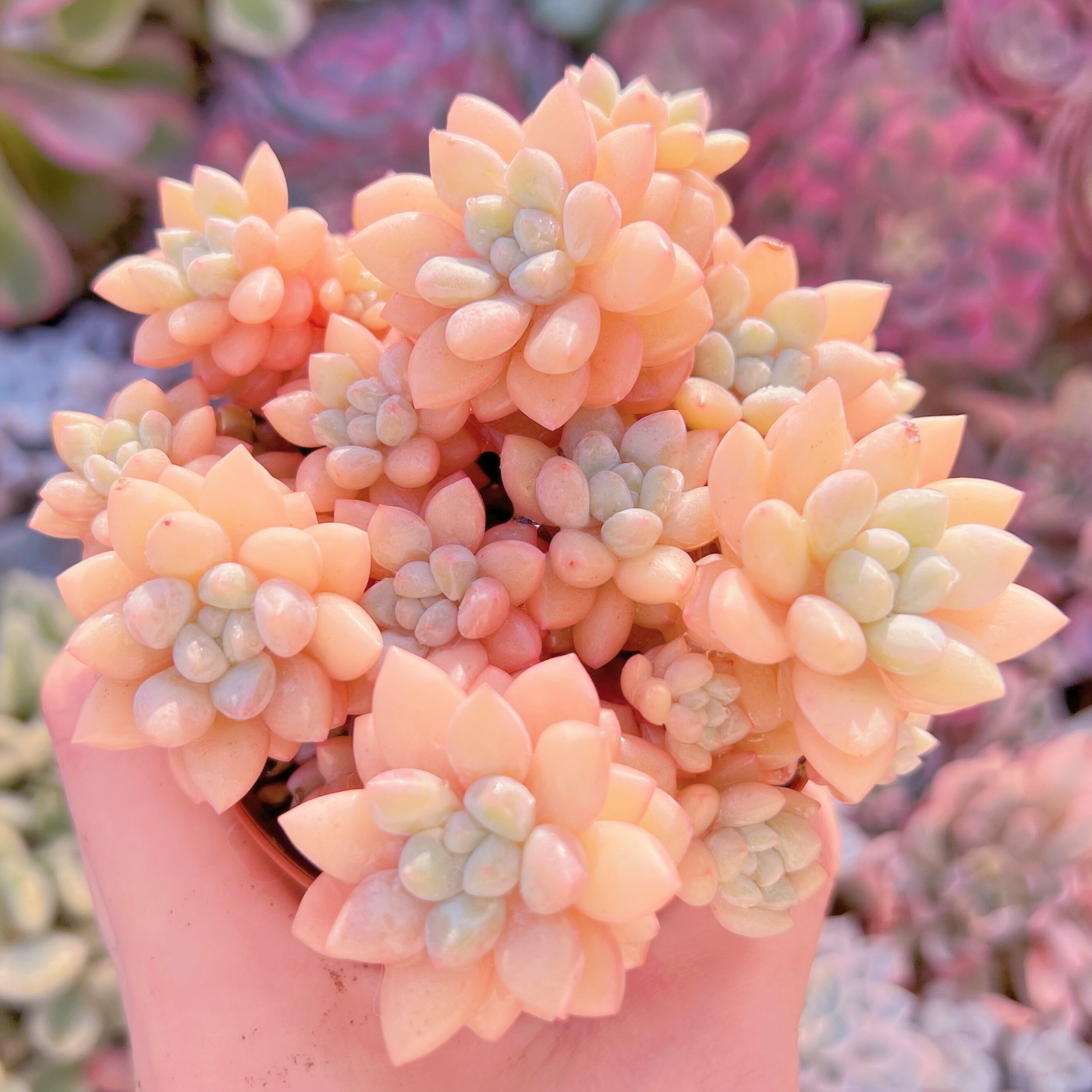 現品　ピンクパールsp#665　るる農園