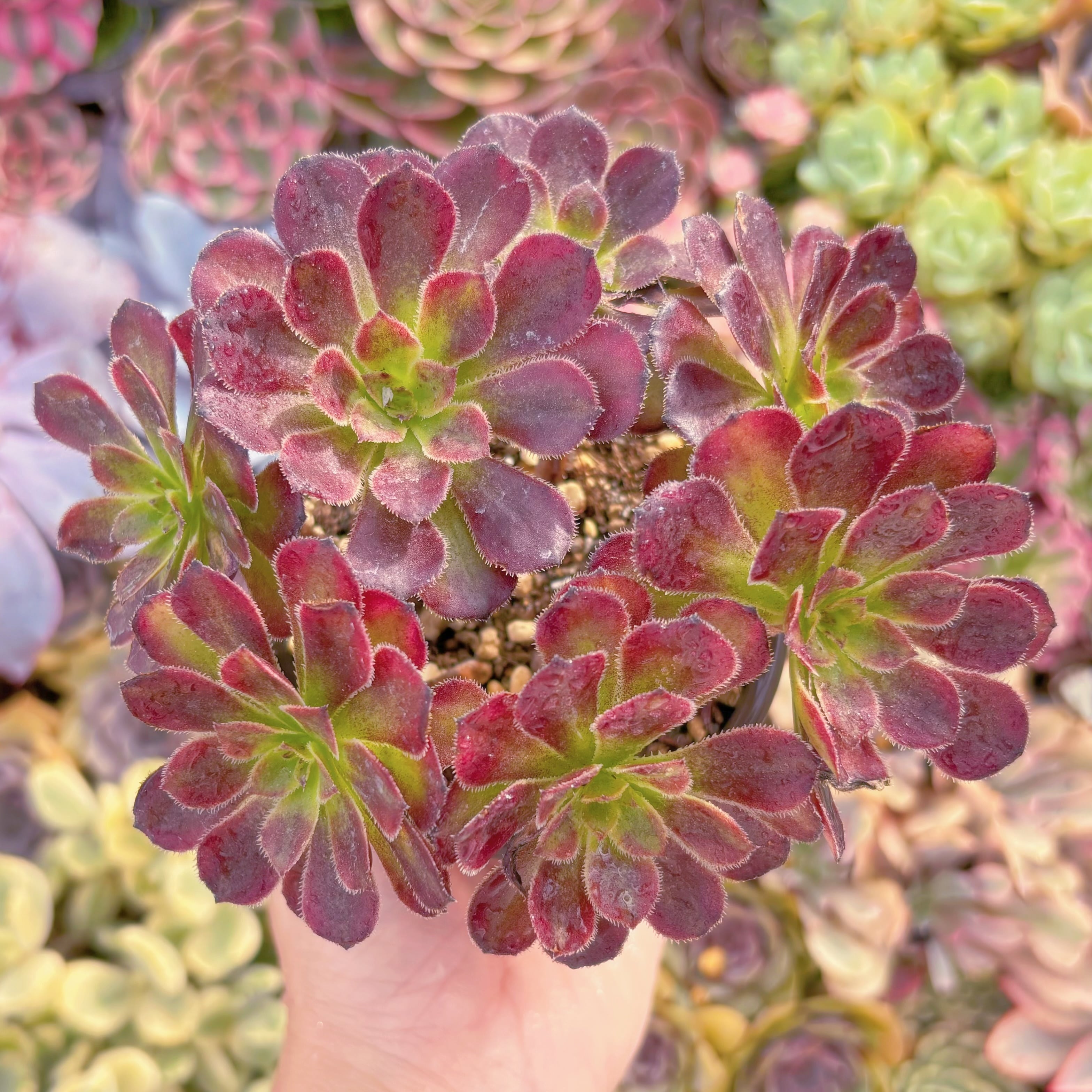 現品　ブラックチェリー#A034　群生　るる農園