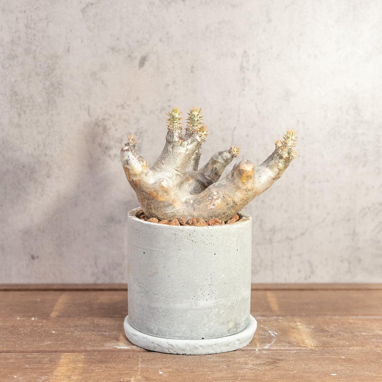 根腐れを防ぐ独自配合の用土で仕立てたマカイエンセ。手づくりモルタル鉢とのモダンなセット。初心者の方でも安心して育てられます|虫発生抑制