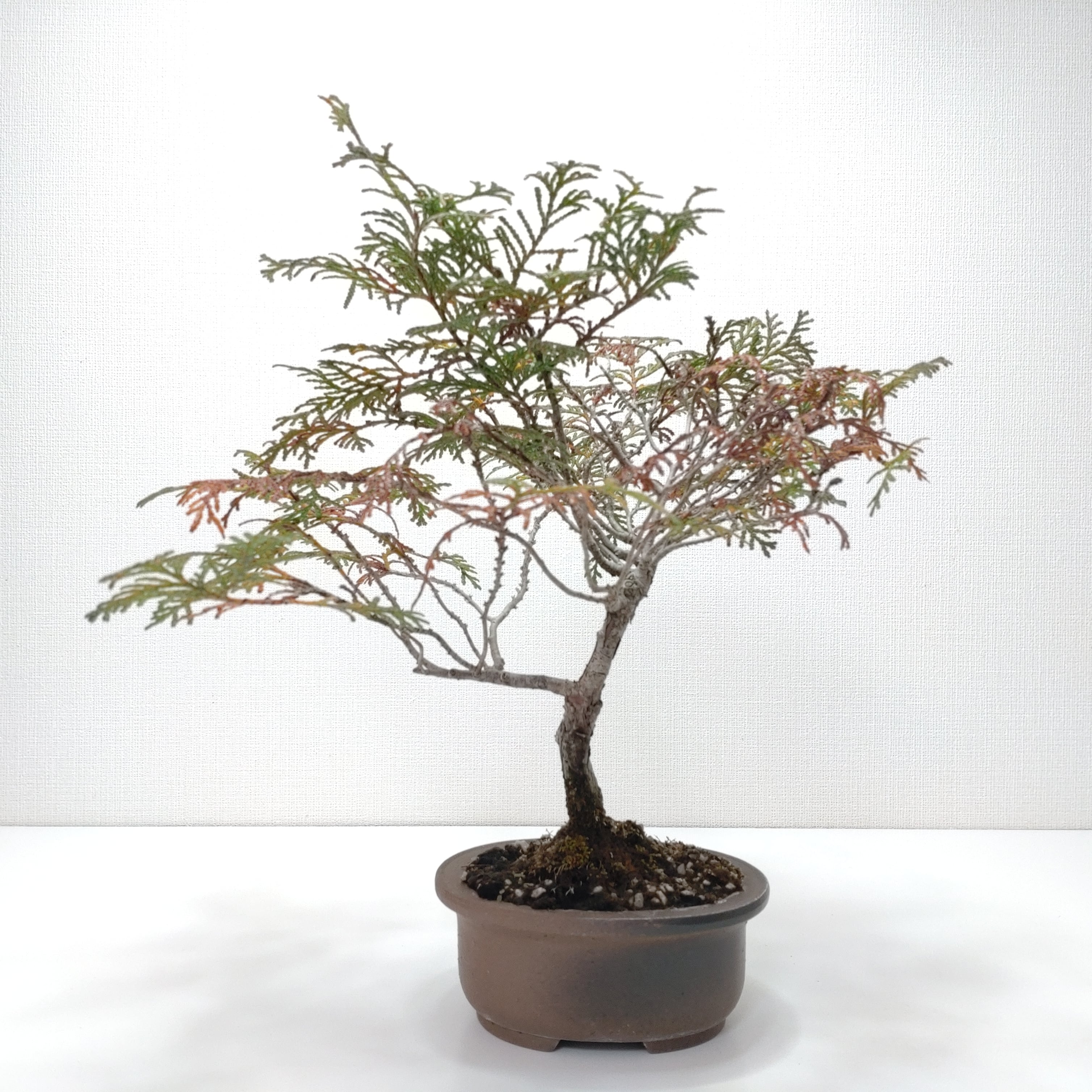 檜（ヒノキ）盆栽 SS004 | 盆栽創【Bonsaisou】