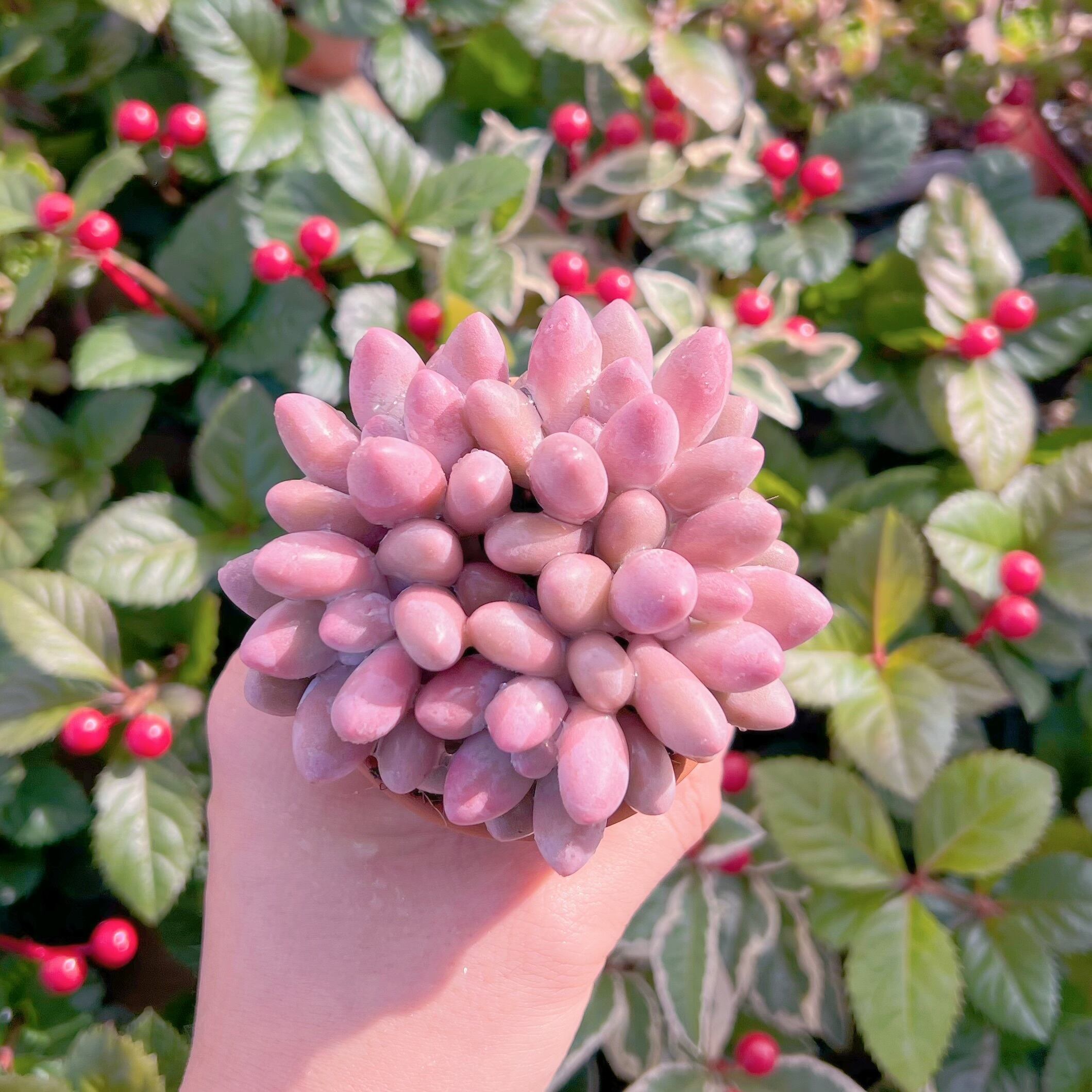多肉植物 ビューティーフィンガー 群生 新入荷 るる農園 | PAY ID