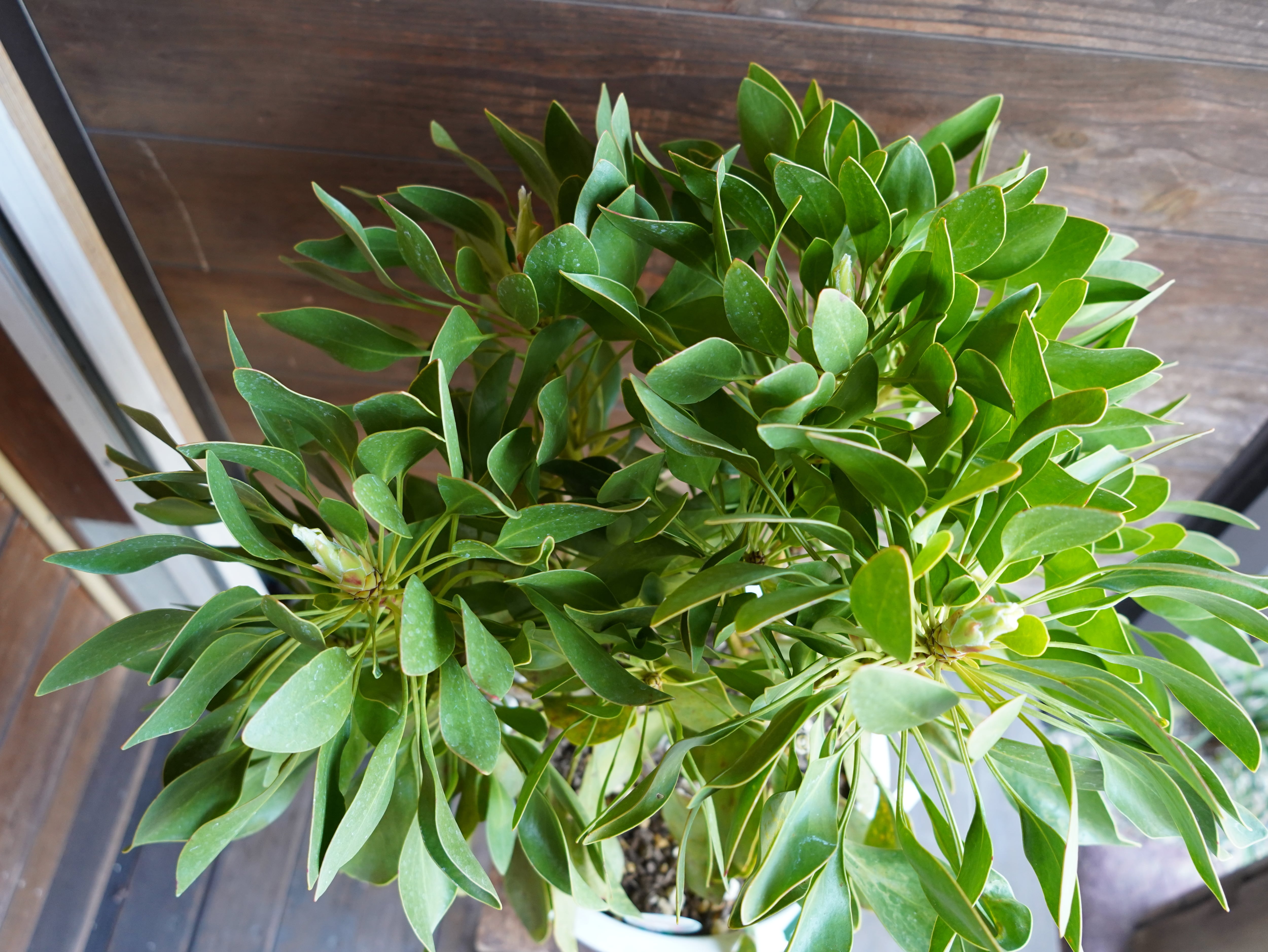 【現物】プロテア　シナロイデス　１０号