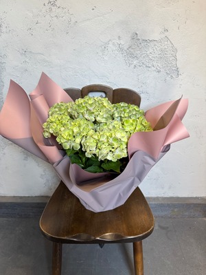 紫陽花　ベラペスケ