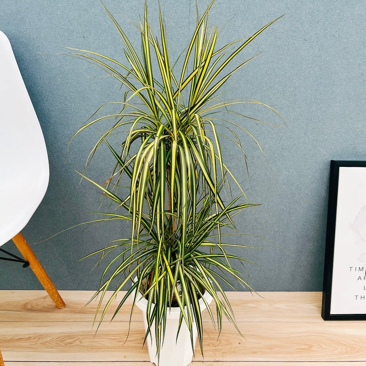 現品］【珍しい】96番 ブコニア レクルバータ バリエガータ 7号 観葉