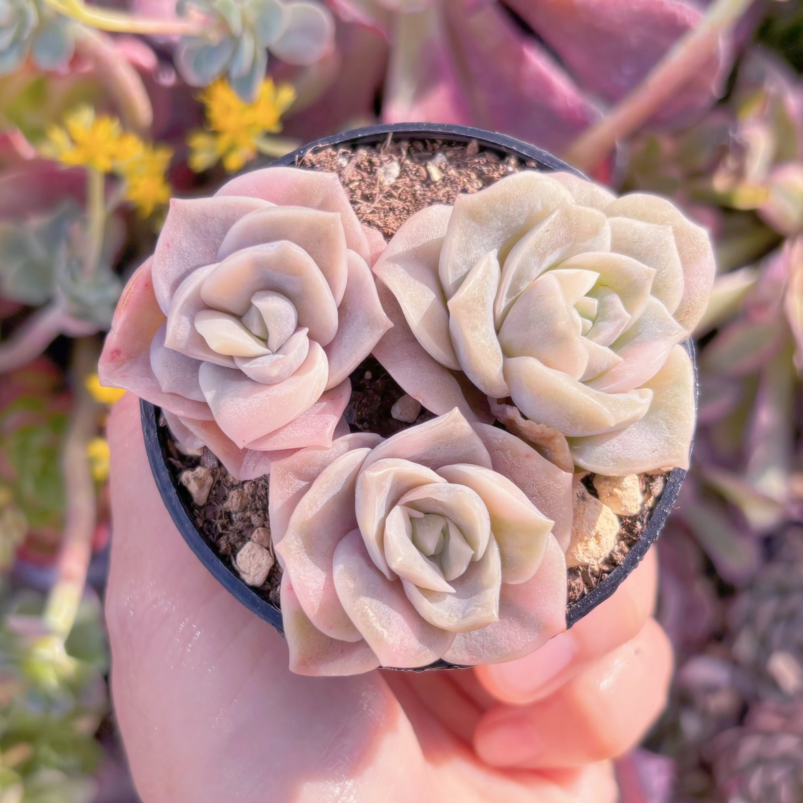 現品　ラブリーローズ錦(覆輪錦)#M027　3頭　るる農園