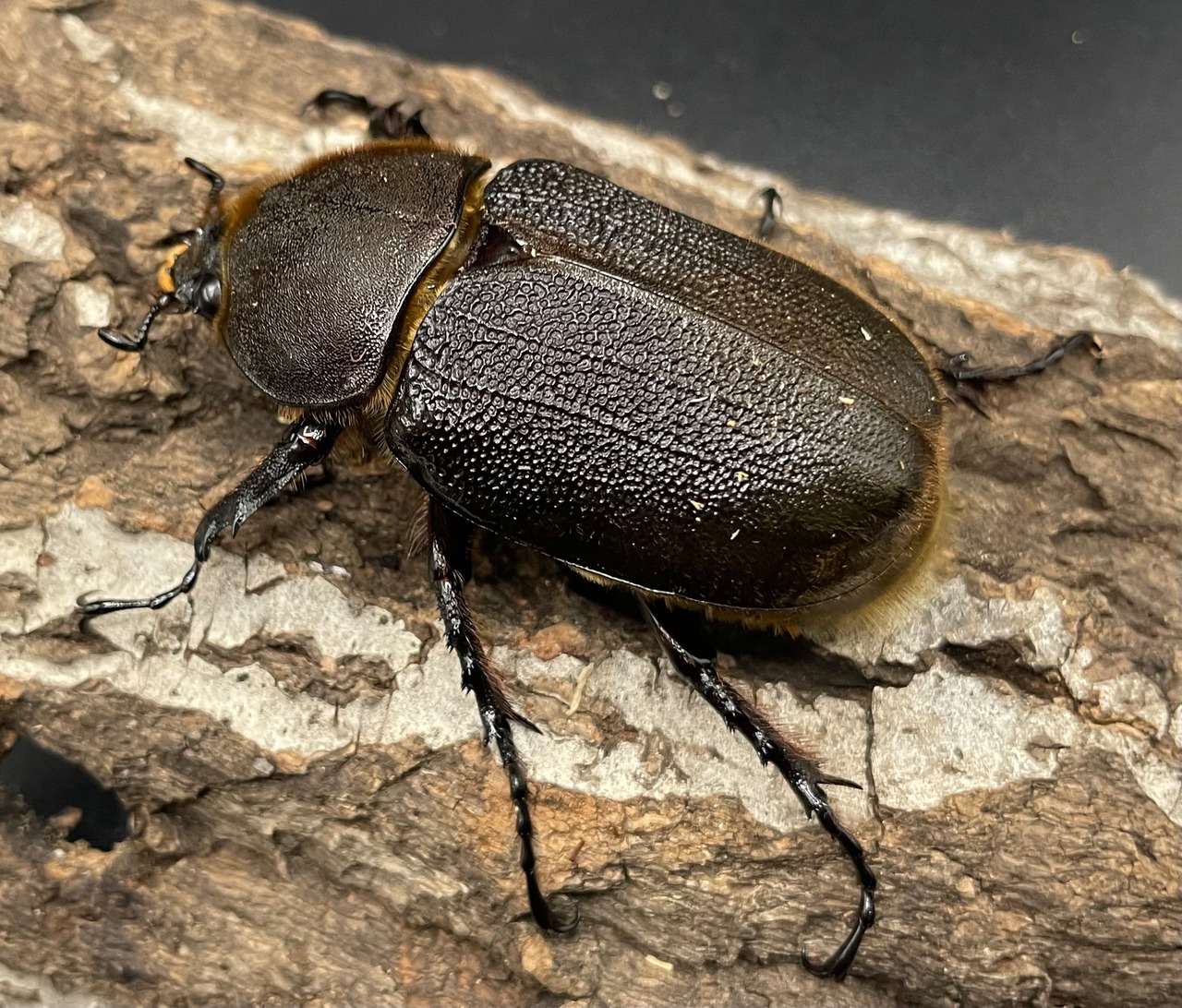 《ヘラクレス・ヘラクレス 126mm ペア》