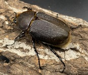 《ヘラクレス・ヘラクレス 126mm ペア》