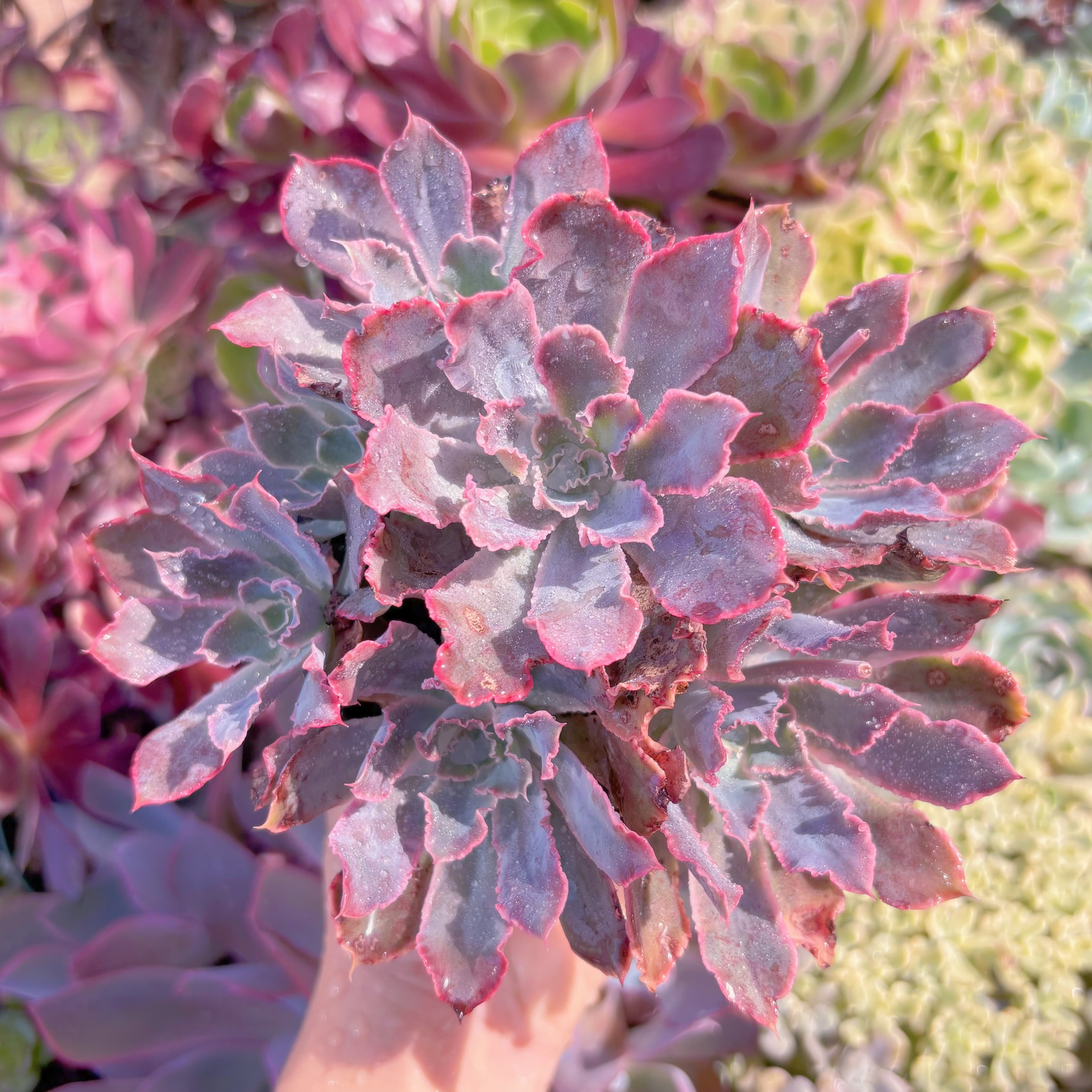 現品　シャビアナ#653　るる農園