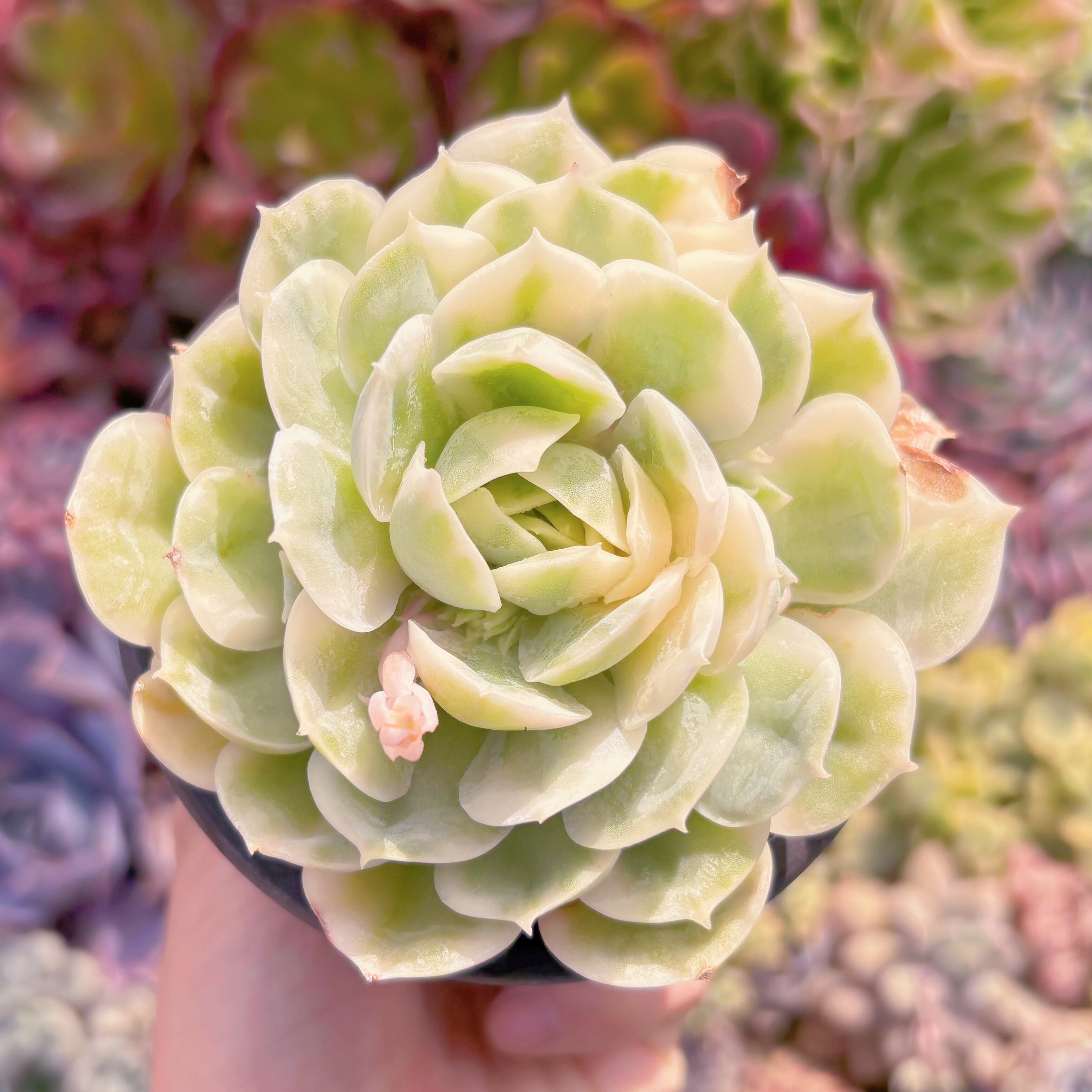 現品　オンスロー錦#688　るる農園