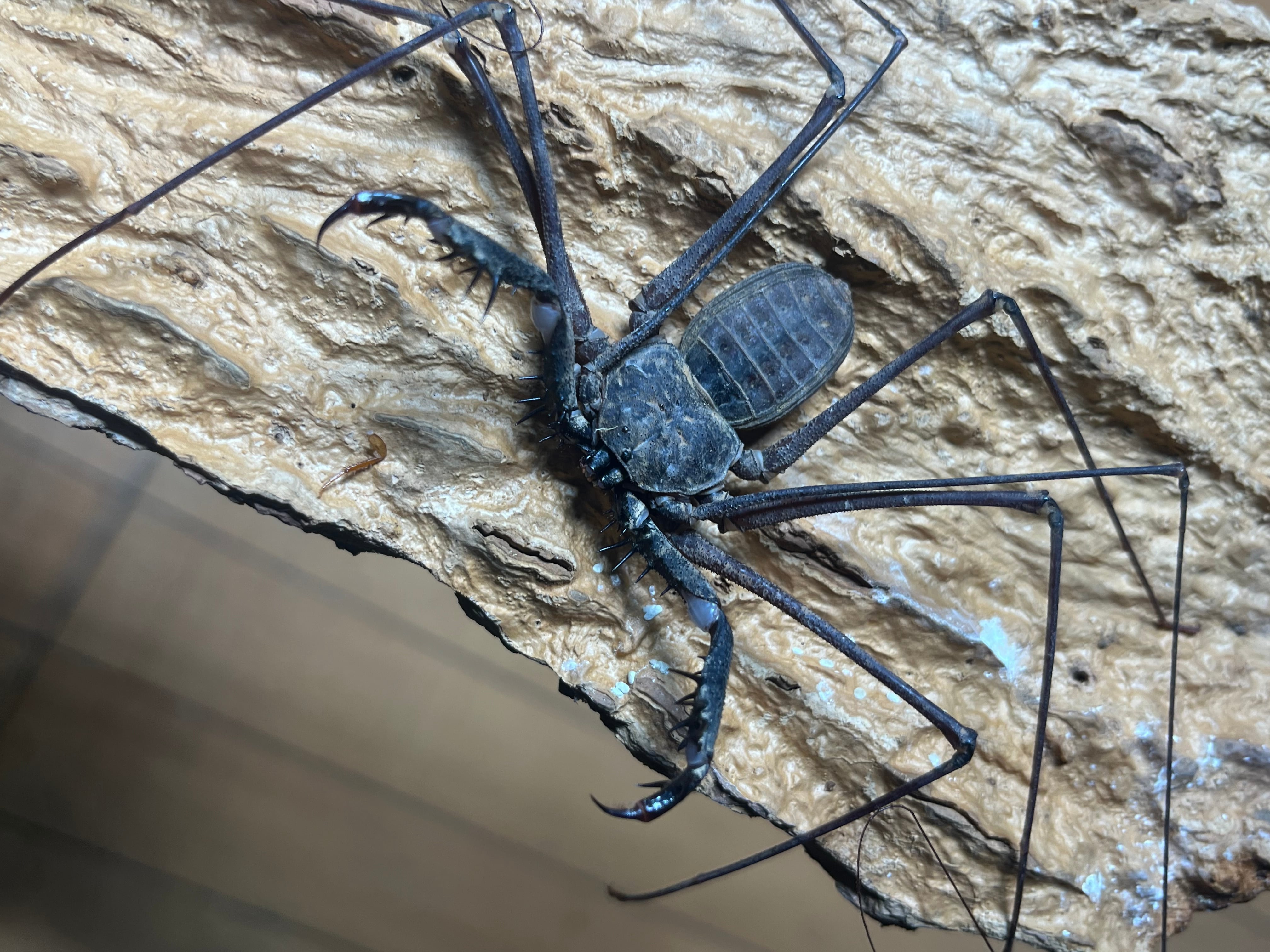 LAST南米腕虫】Heterophrynus elephasウデムシ ヒヨケムシ 三大奇蟲