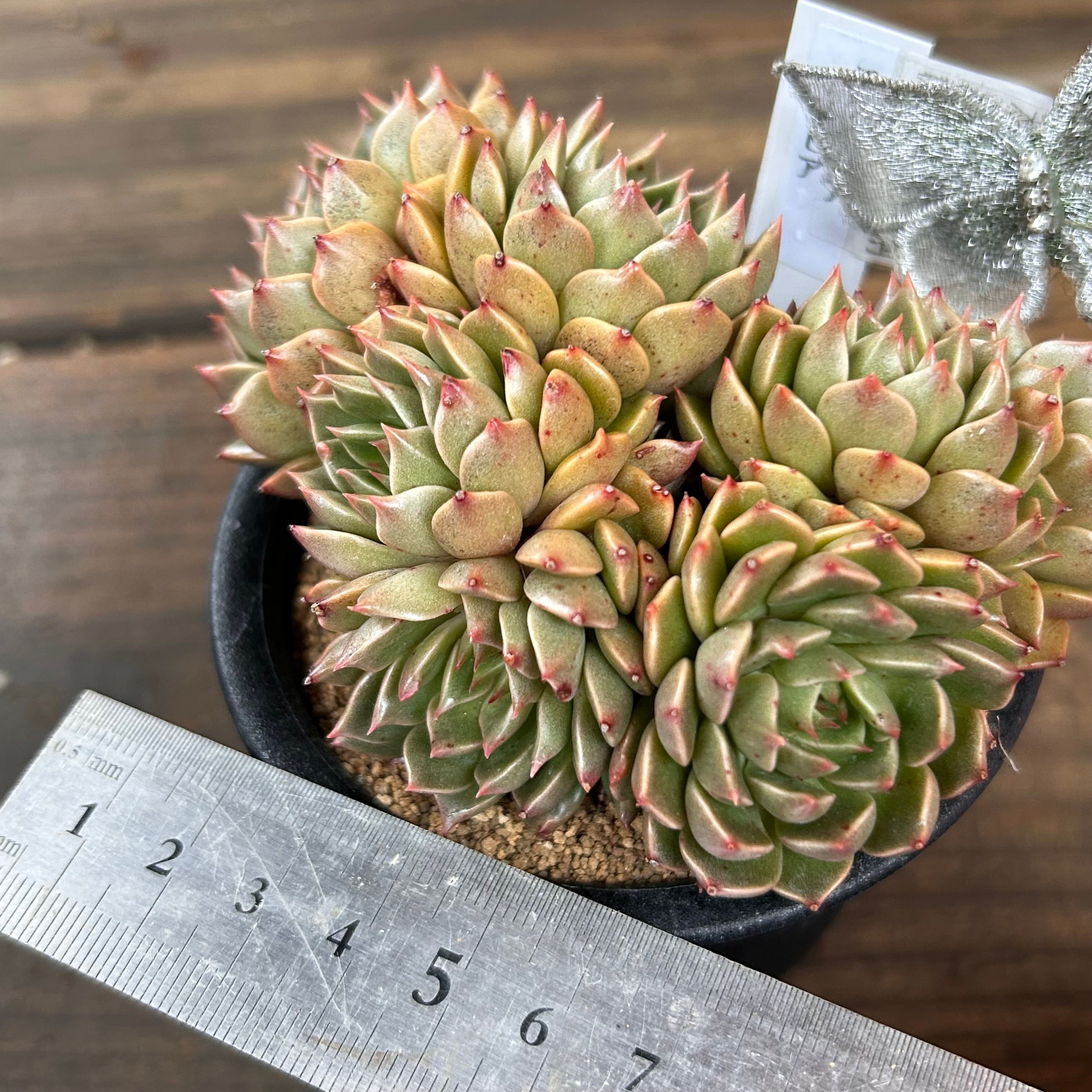 オリビア群生 | RuPo 多肉植物専門店