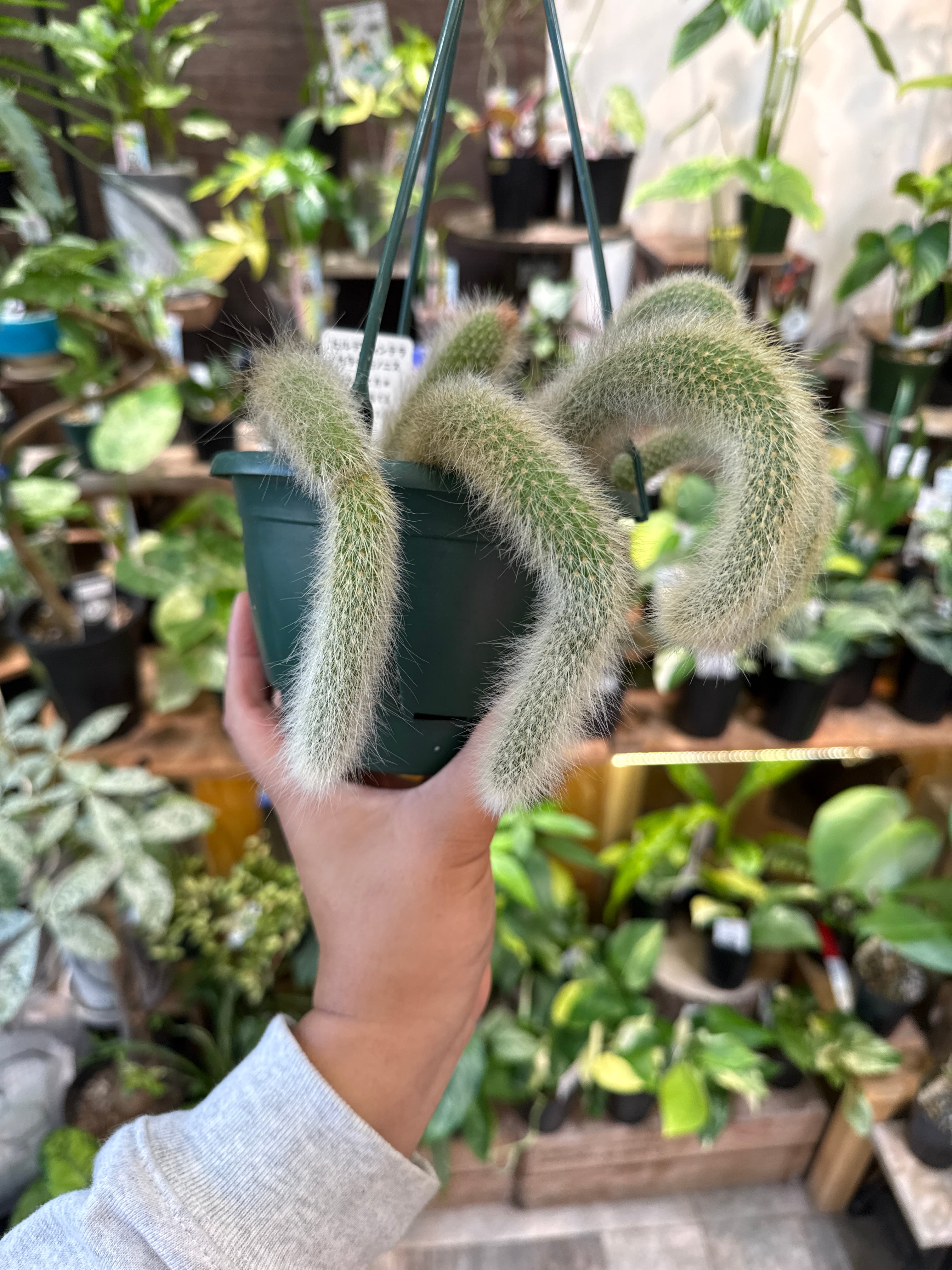 多肉植物ヒルデウィンテラ　カラデモノニス　さるのしっぽ（長さ約75センチです） ヒルデウィンテラ カラデモノニス 猫のしっぽサボテン ヒモサボテン