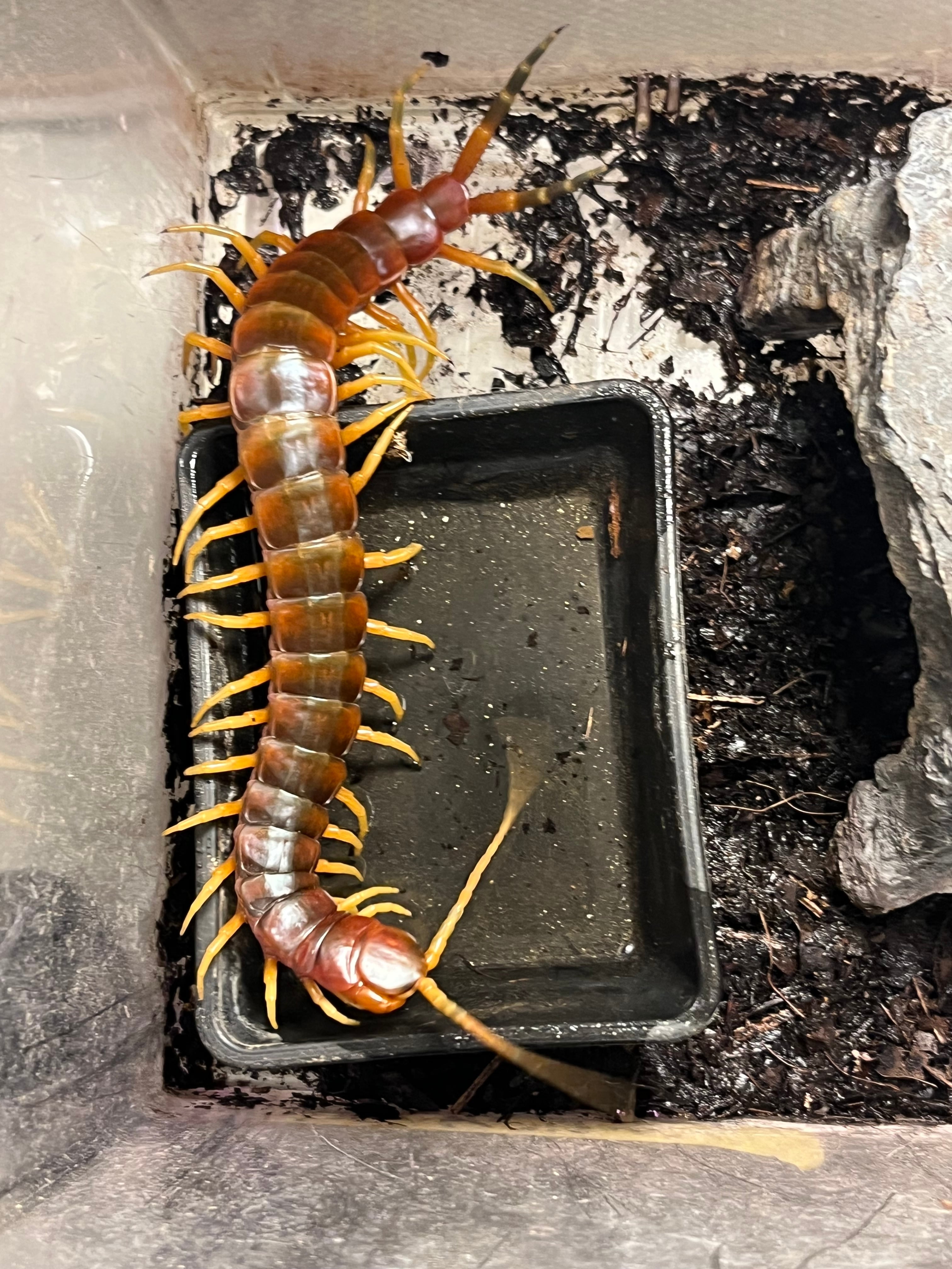 Scolopendra | オモニキチュウ