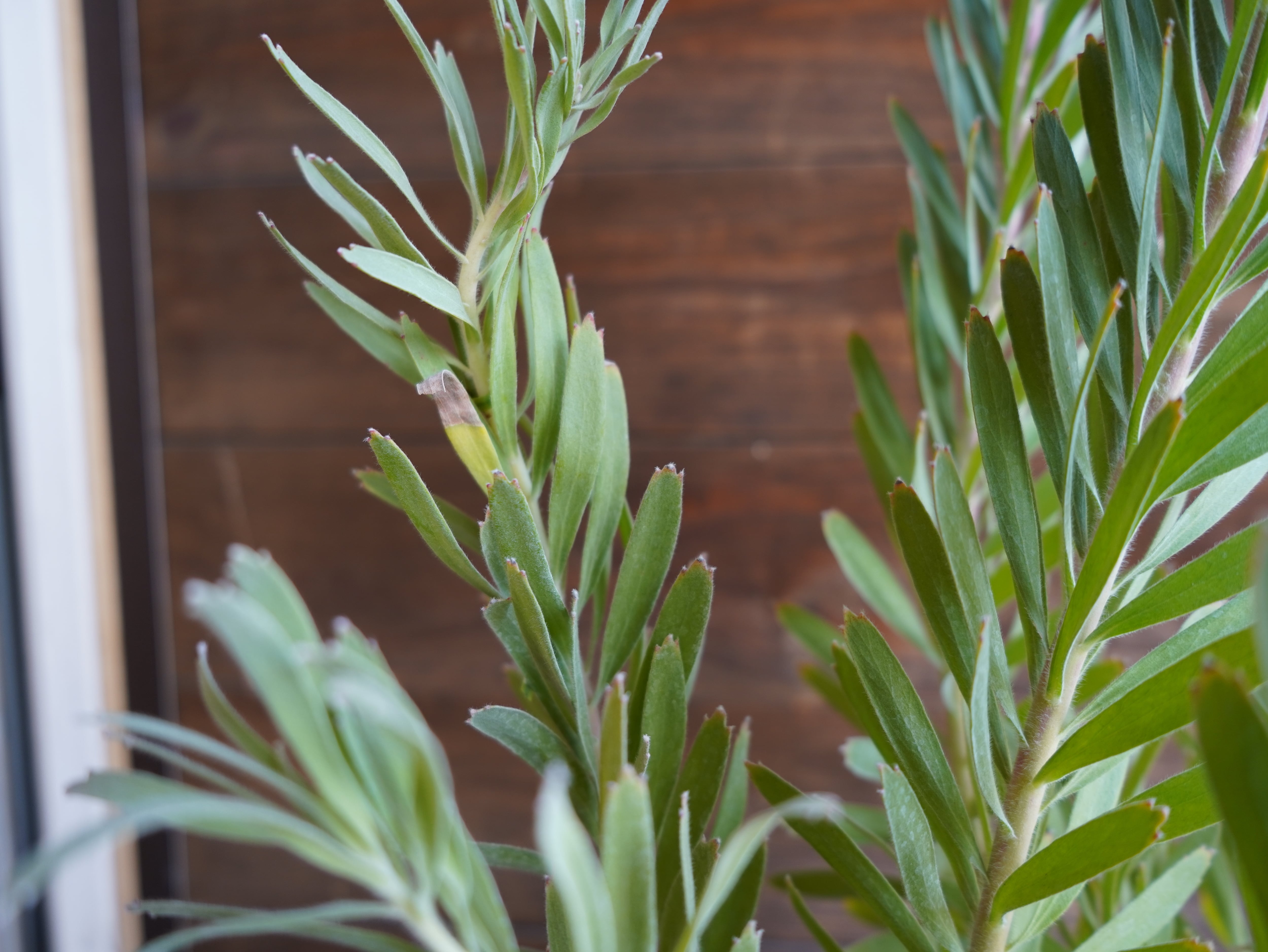 【現物】リューコスペルマム "フェニックスライジング"