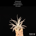 【送料無料】recurvifolia S〔エアプランツ〕現品発送T5046