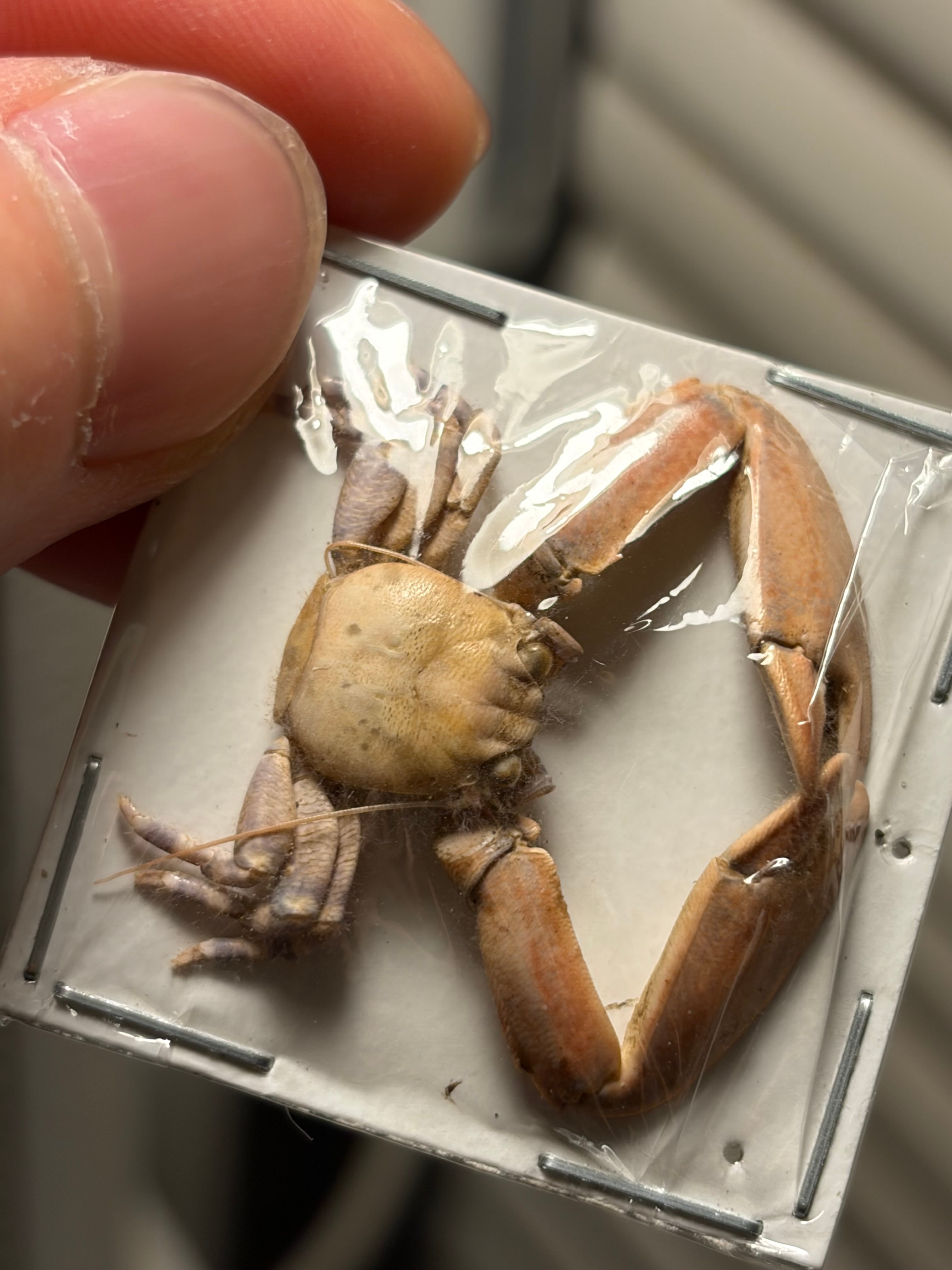 蟹標本】両腕が肥大化したカニ 甲殻類 シャコ エビ モンハナシャコ