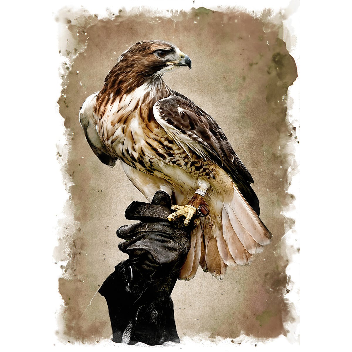 絵画 動物 鳥 トビ インテリアアート額付き 水彩画・油絵風 WAT1142