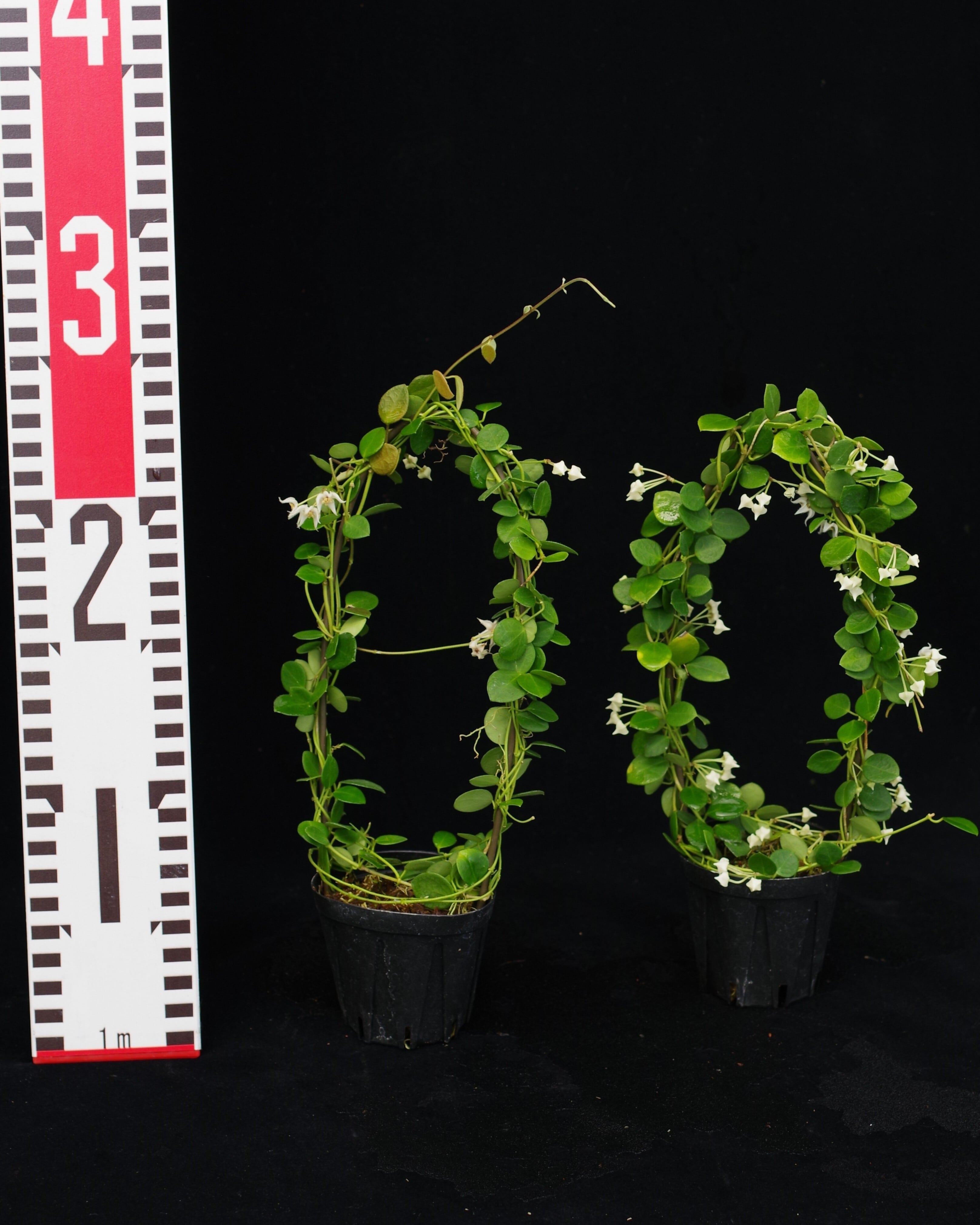 Hoya sp. Timika | 伊藤蟻植物農園
