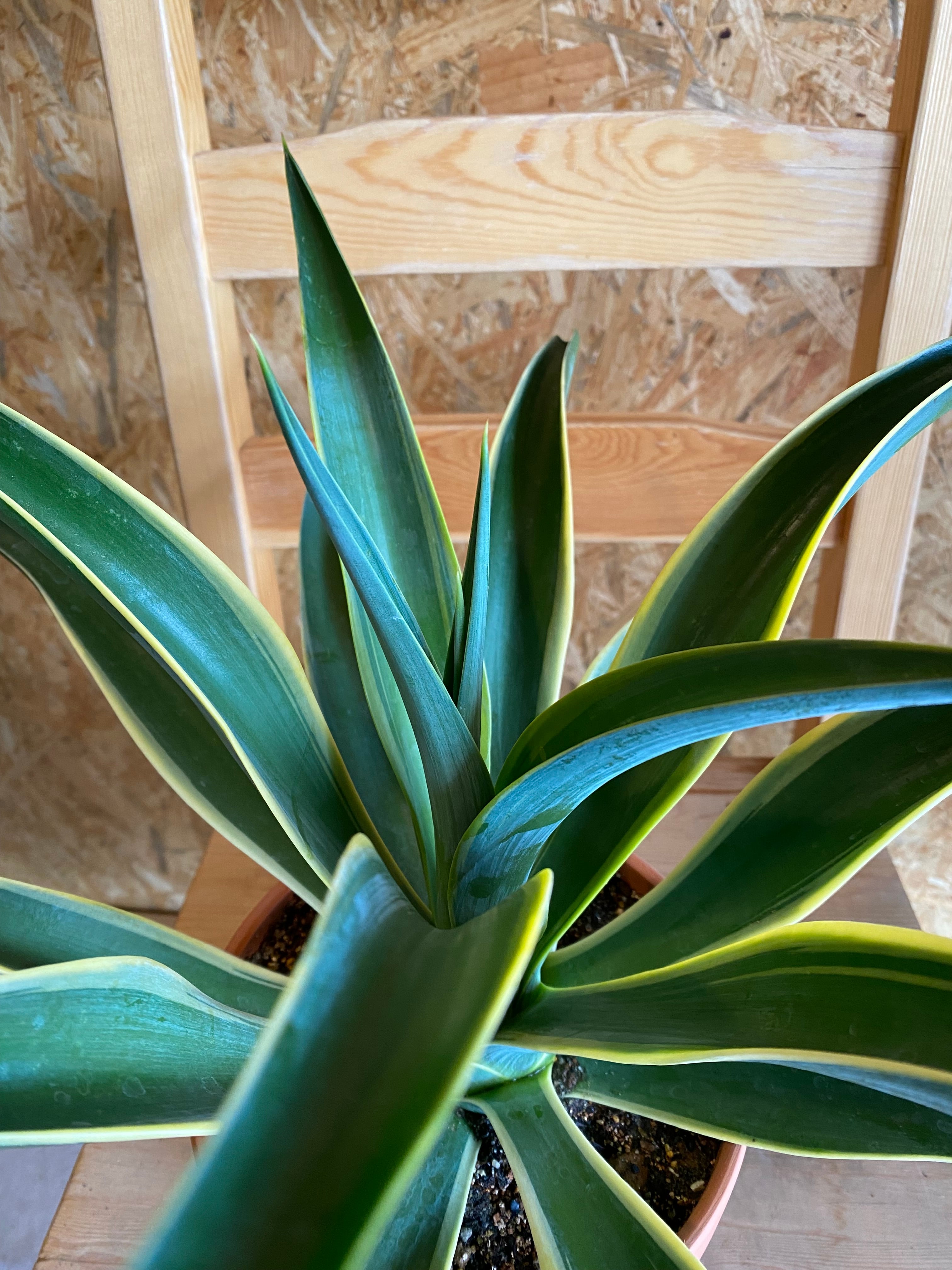 アガベ ベネズエラ H36cm W46cm 口径16cm | Garden Varejo