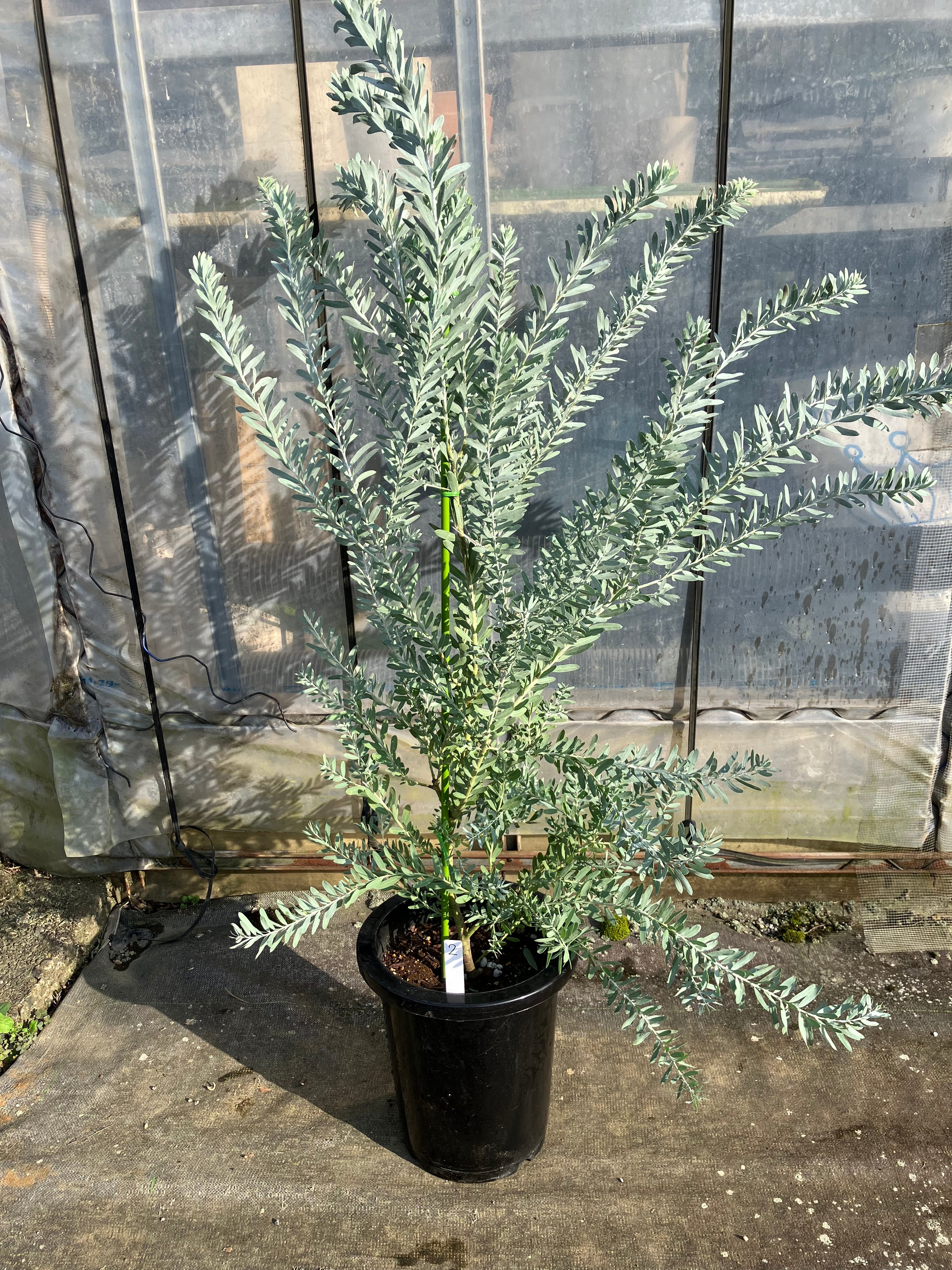 ブルーブッシュ。2