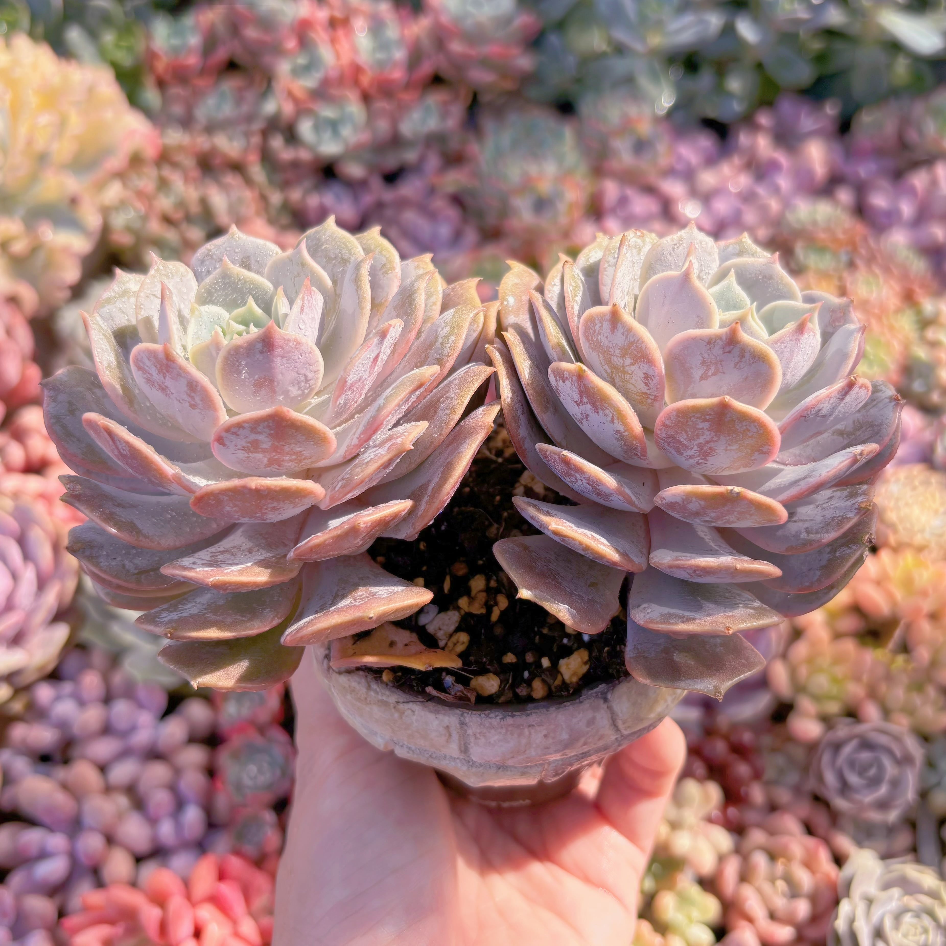現品 ピンクローラ#K529 群生 るる農園 | るる農園~多肉植物専門