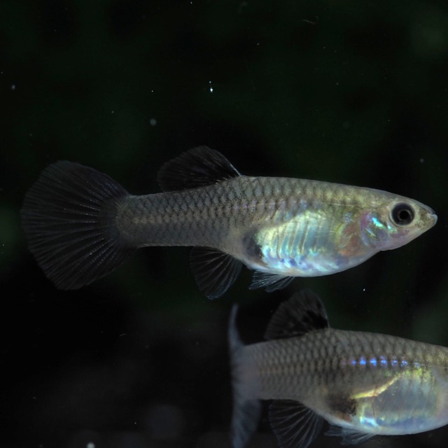 【セール】モスコーパープル(RREA系)　若魚2ペア