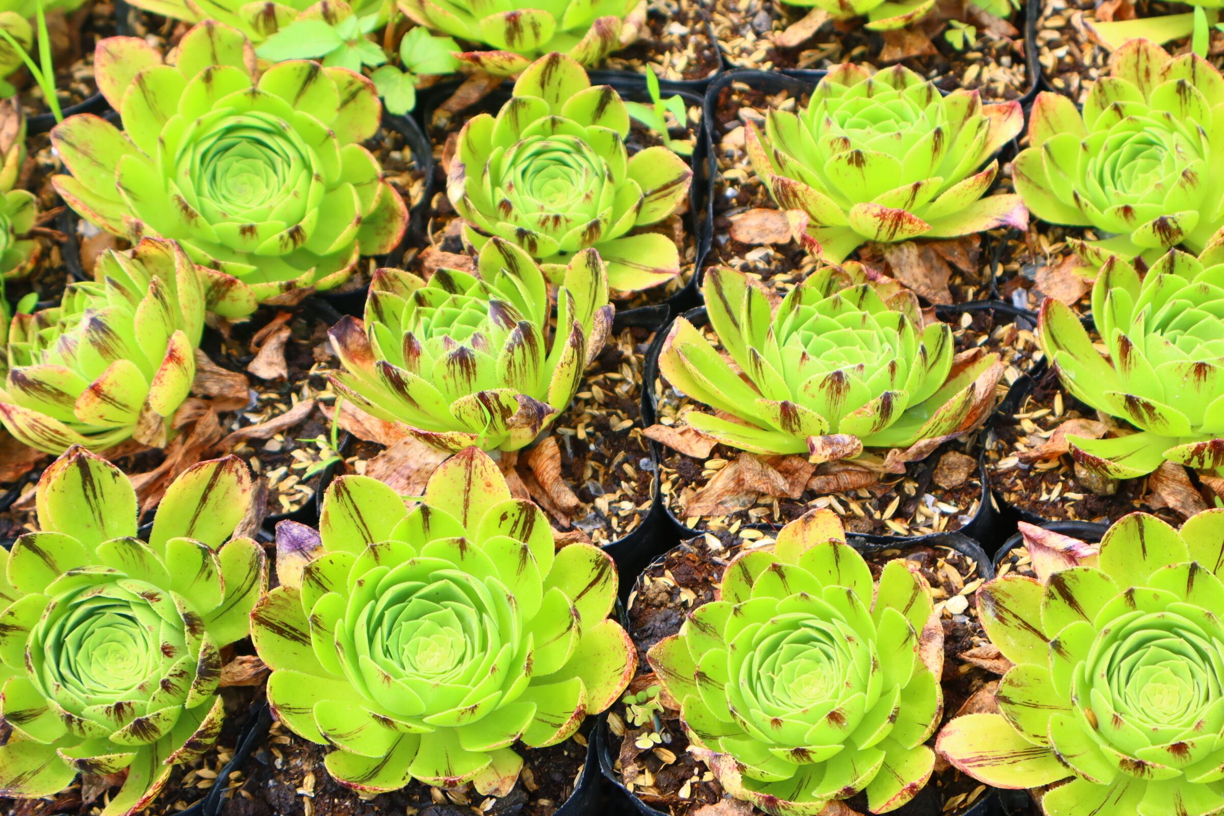 アエオニウム・魅金ローズ錦 約15cm | 二代目大和高原の多肉屋