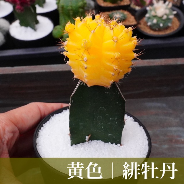【黄色／緋牡丹 2】ヒボタン　ギムノカリキウム　ミハノビッチ　サボテン