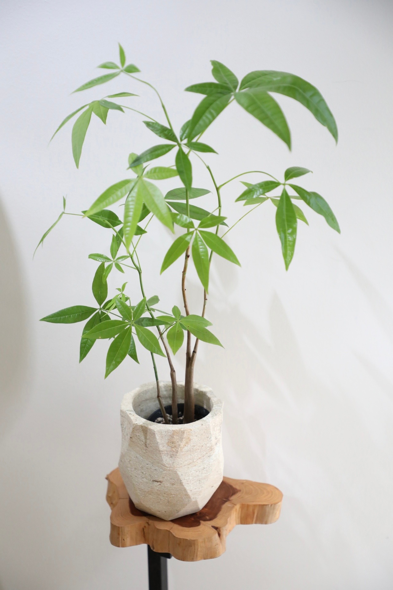 【M】パキラ/Pachira ※ストーンポット鉢カバー付き