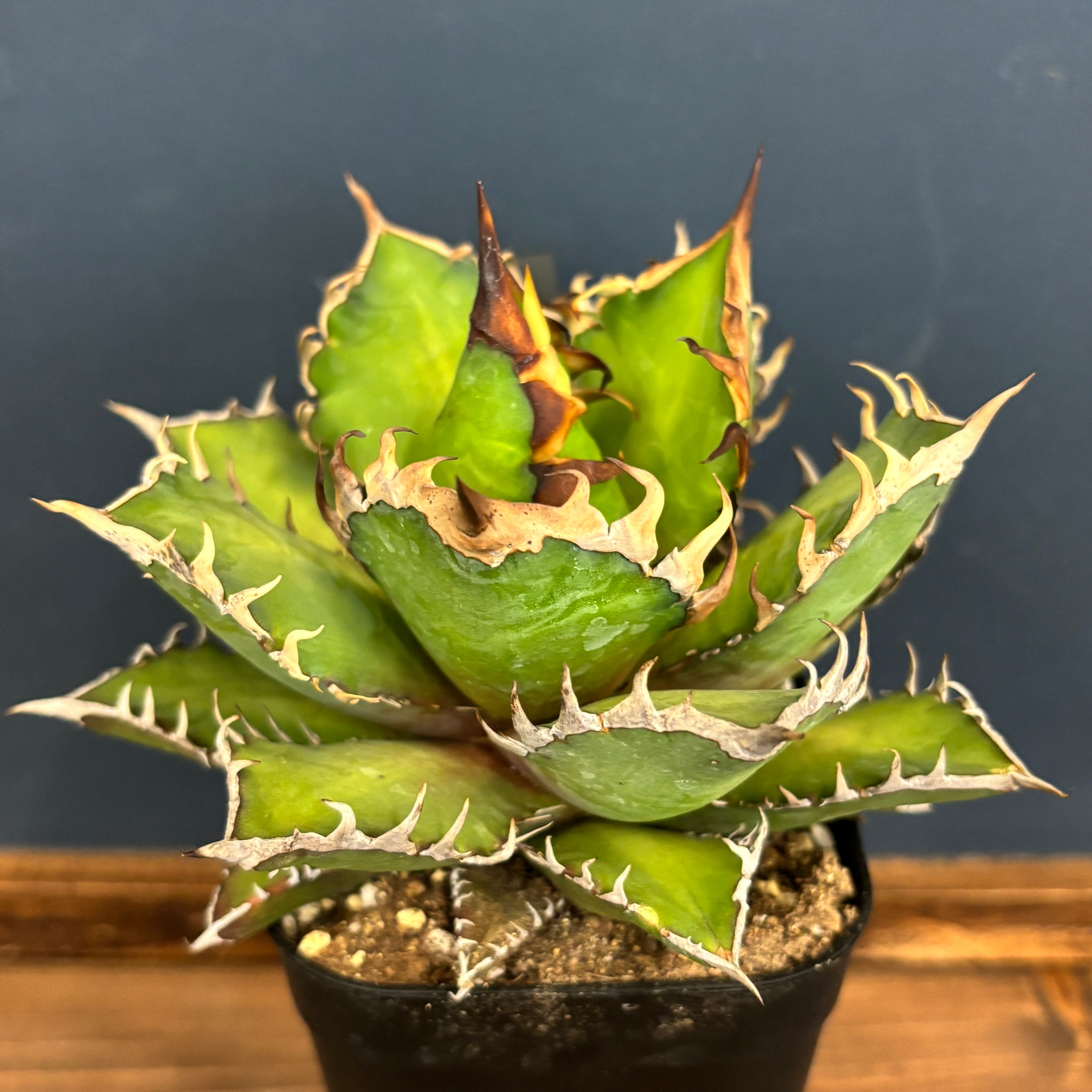 アガベ チタノタ レッドキャットウィーズル【618】