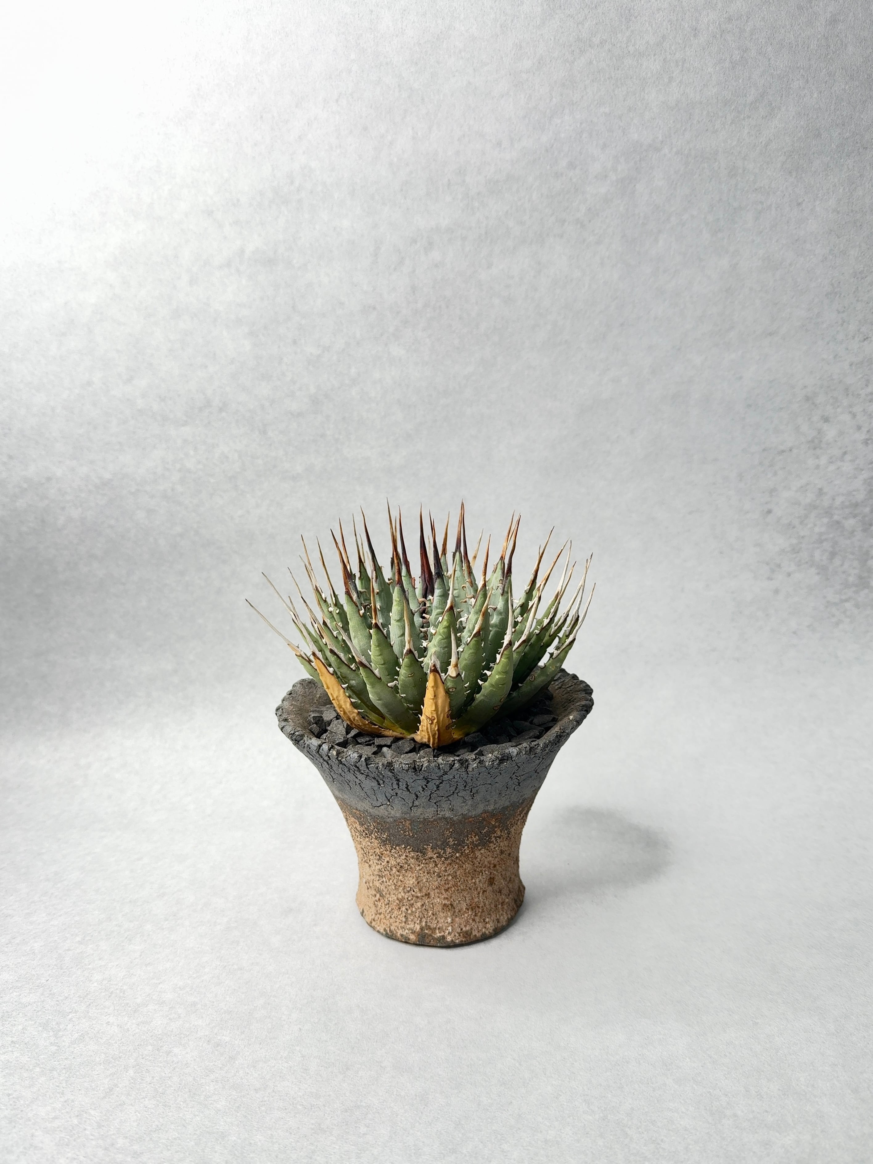 アガベ・ユタエンシス | trigger