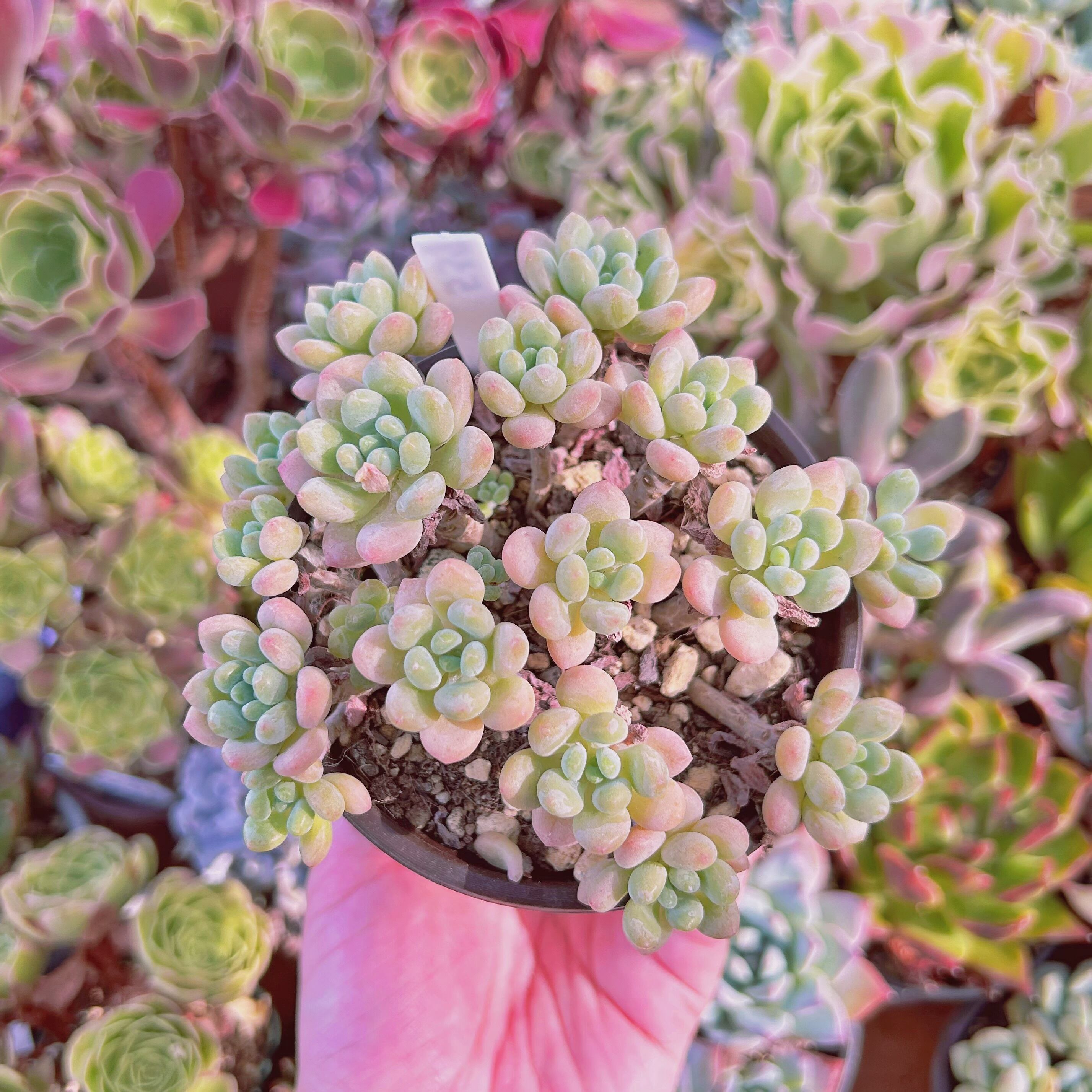 現物　多肉植物　ストロベリーミルク　抜き苗