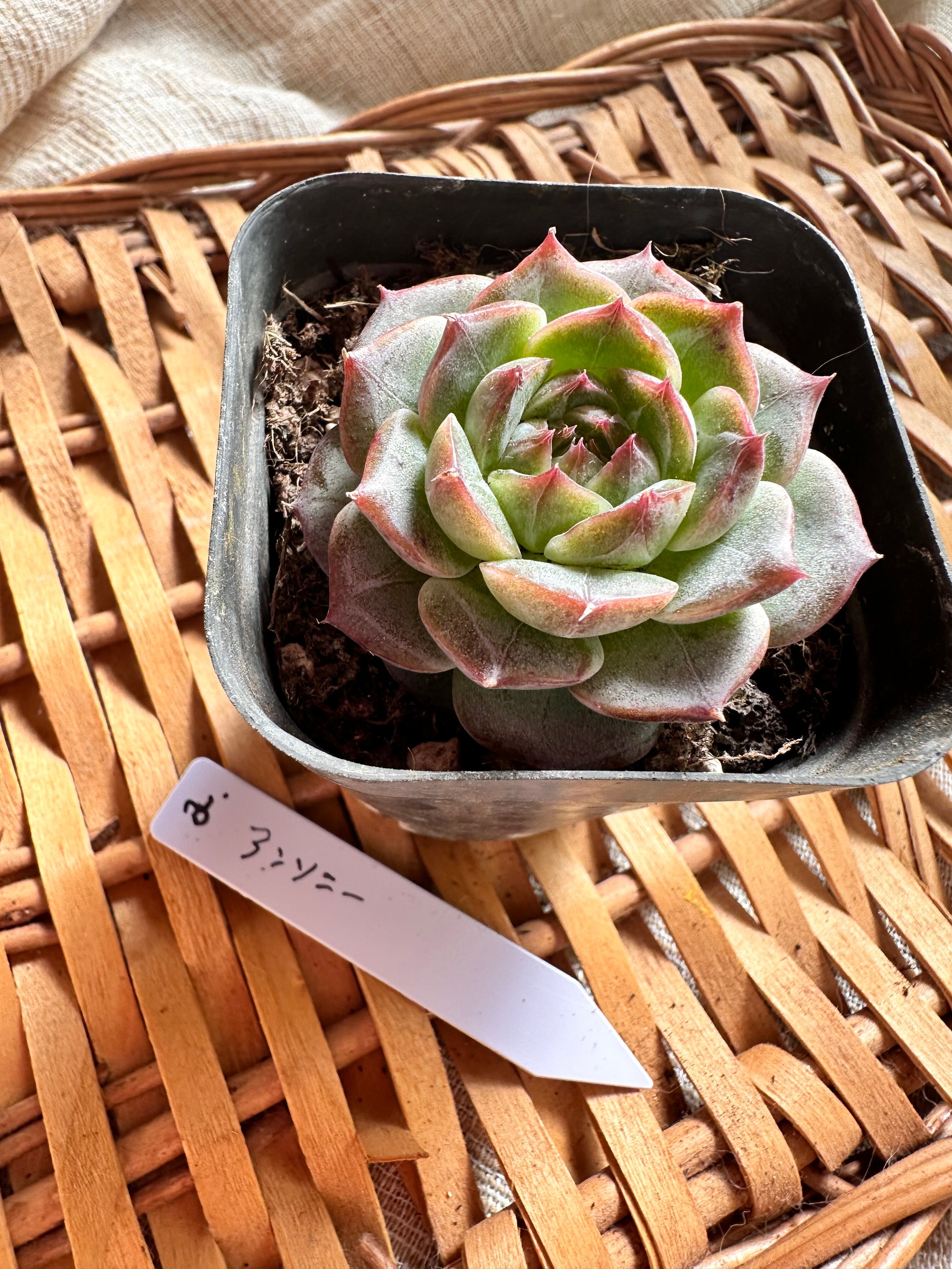 多肉植物「アンソニー」 | apollo succulent