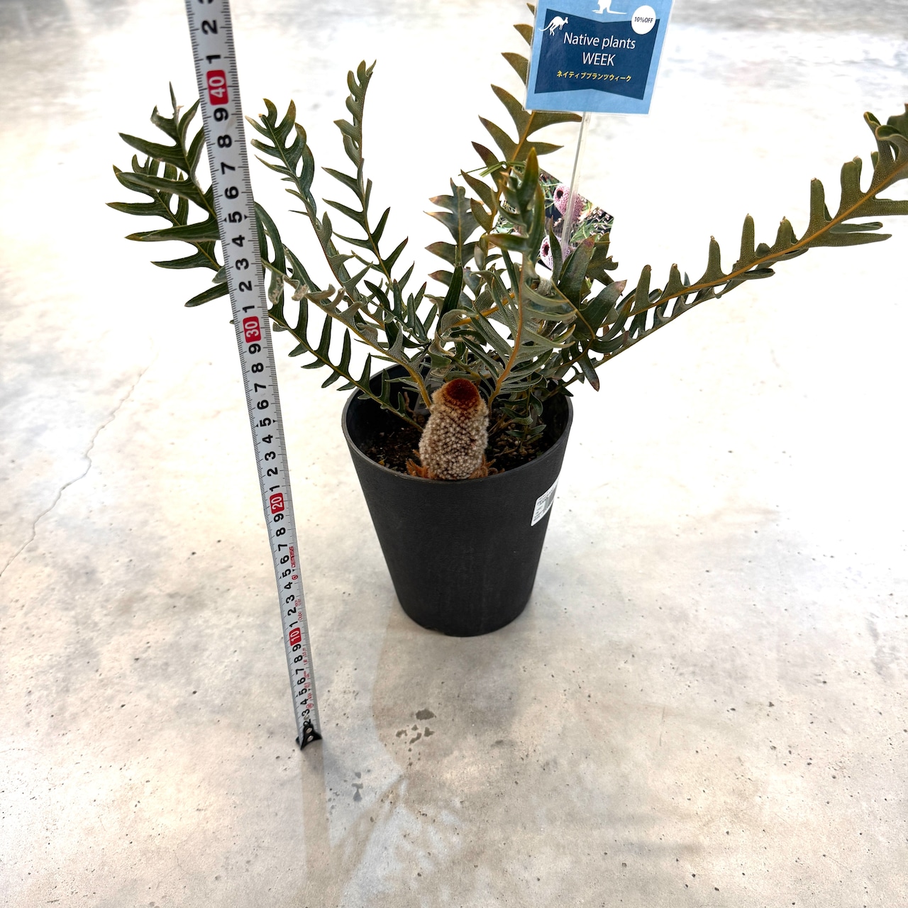 バンクシア　ブレクニフォニア【311】