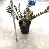 バンクシア ブレクニフォニア【311】