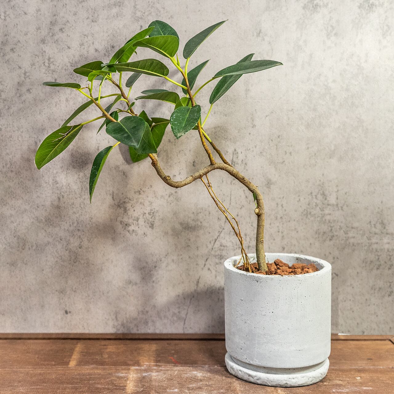 【良樹形】フランスゴムの木 幹曲がり モルタル鉢 観葉植物 初心者でも安心 育て方カード付 ■虫発生抑制