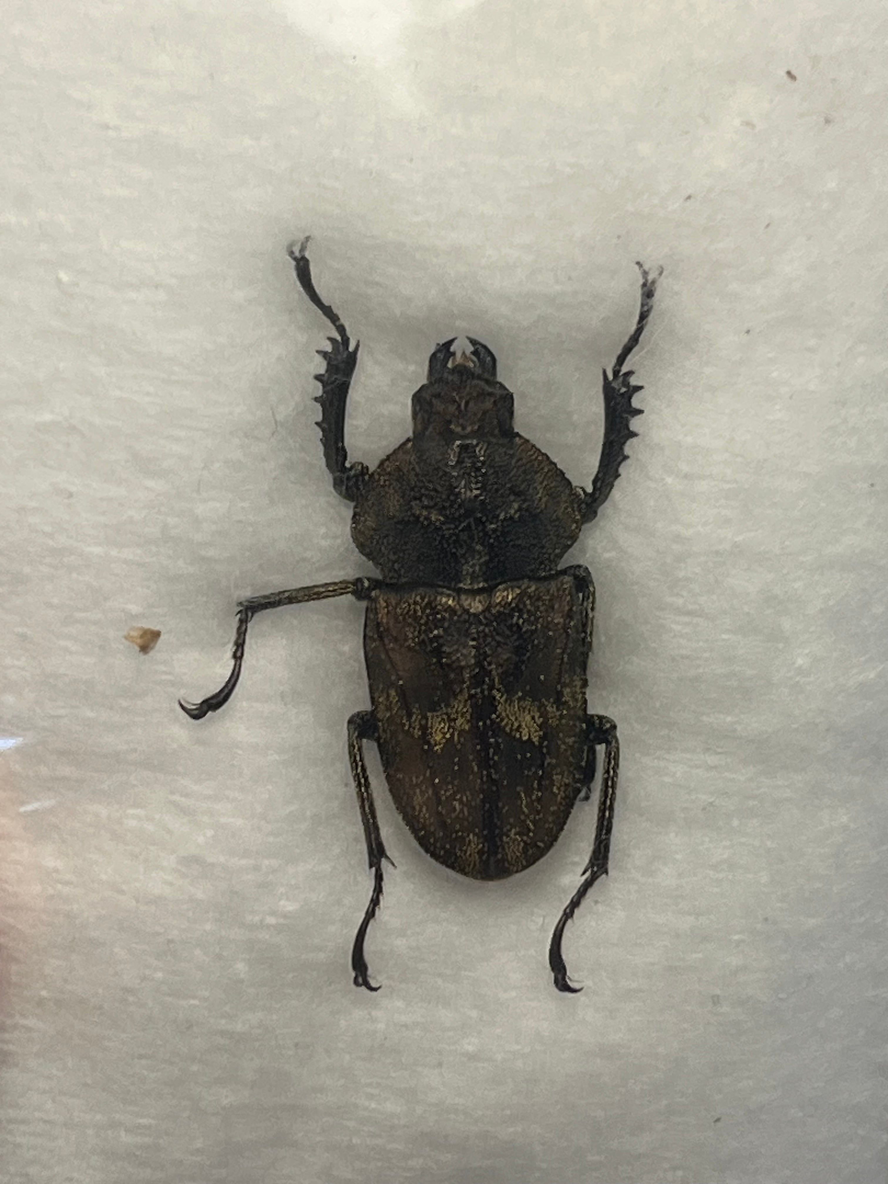 オモニキチュウ