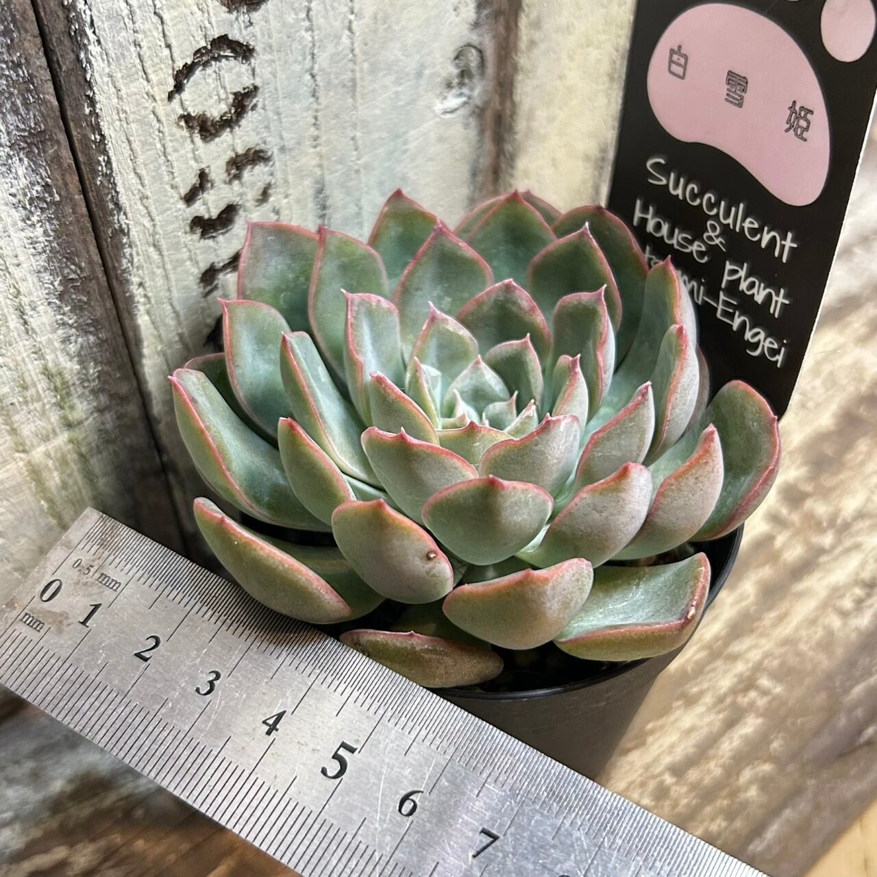 白雪姫 | RuPo 多肉植物専門店