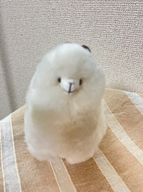 15cm ベビーアルパカ純毛人形　ミルキー