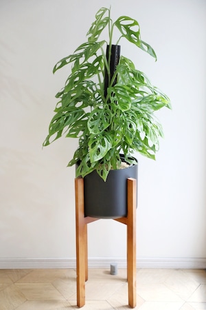 【希少】【都内近郊限定配送】【130cm】マドカズラ ミントバリエガータ/Monstera Adansonii　※スタンド鉢カバー別売り