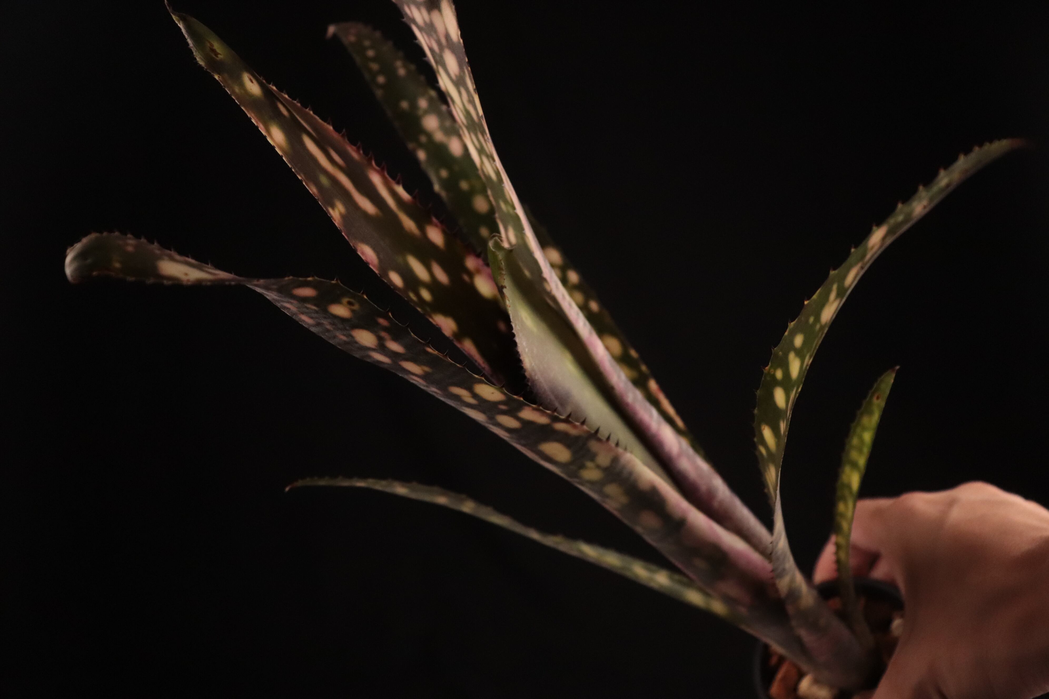 Billbergia 'Catalyst'〔ビルベルギア〕現品発送B304 Billbergia 'Catalyst'〔ビルベルギア〕現品発送B304