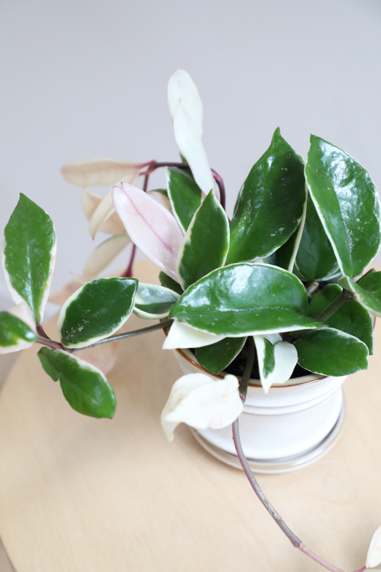 【S】ホヤ リップカラー/Hoya　