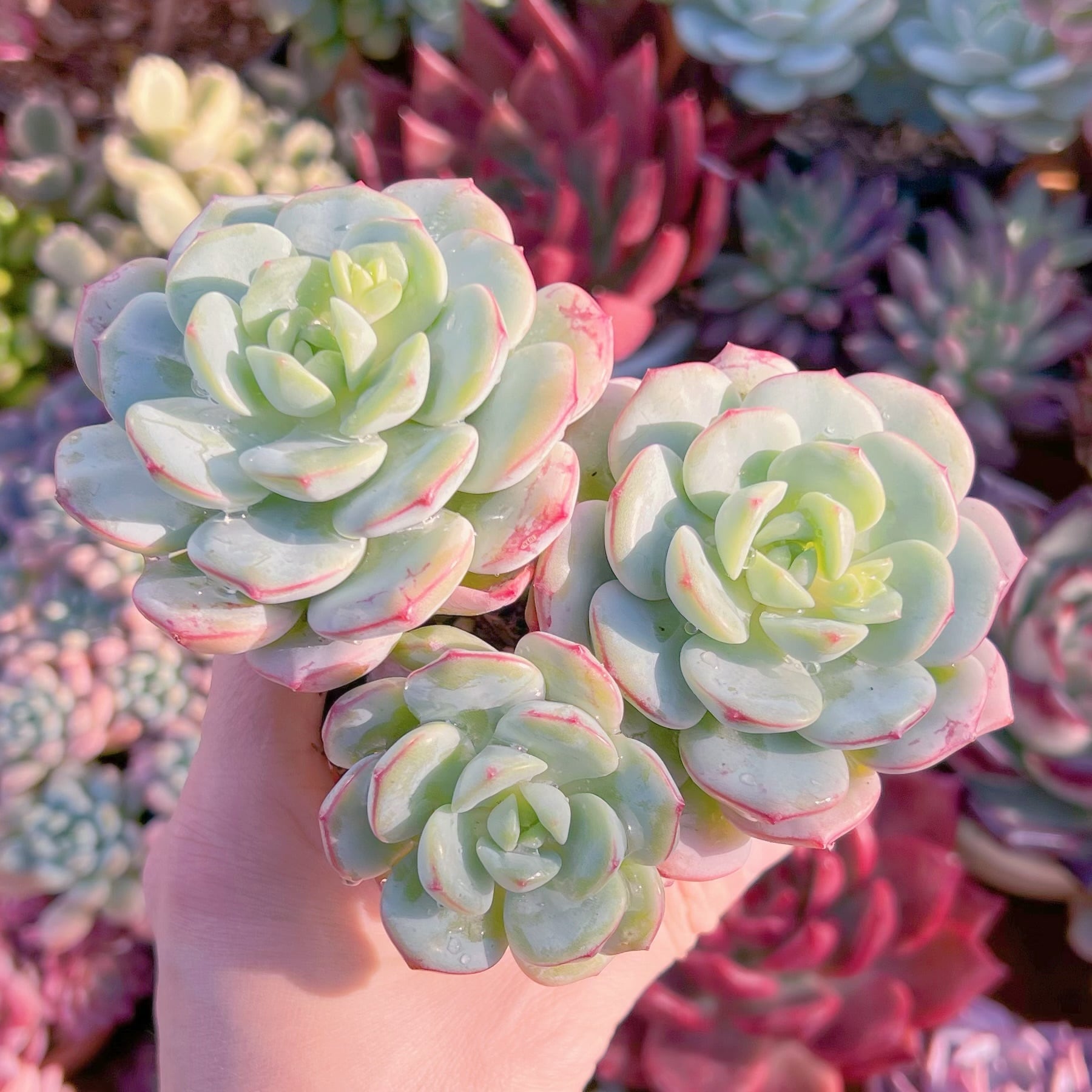 多肉植物　バニラビス(3頭)　新入荷　るる農園