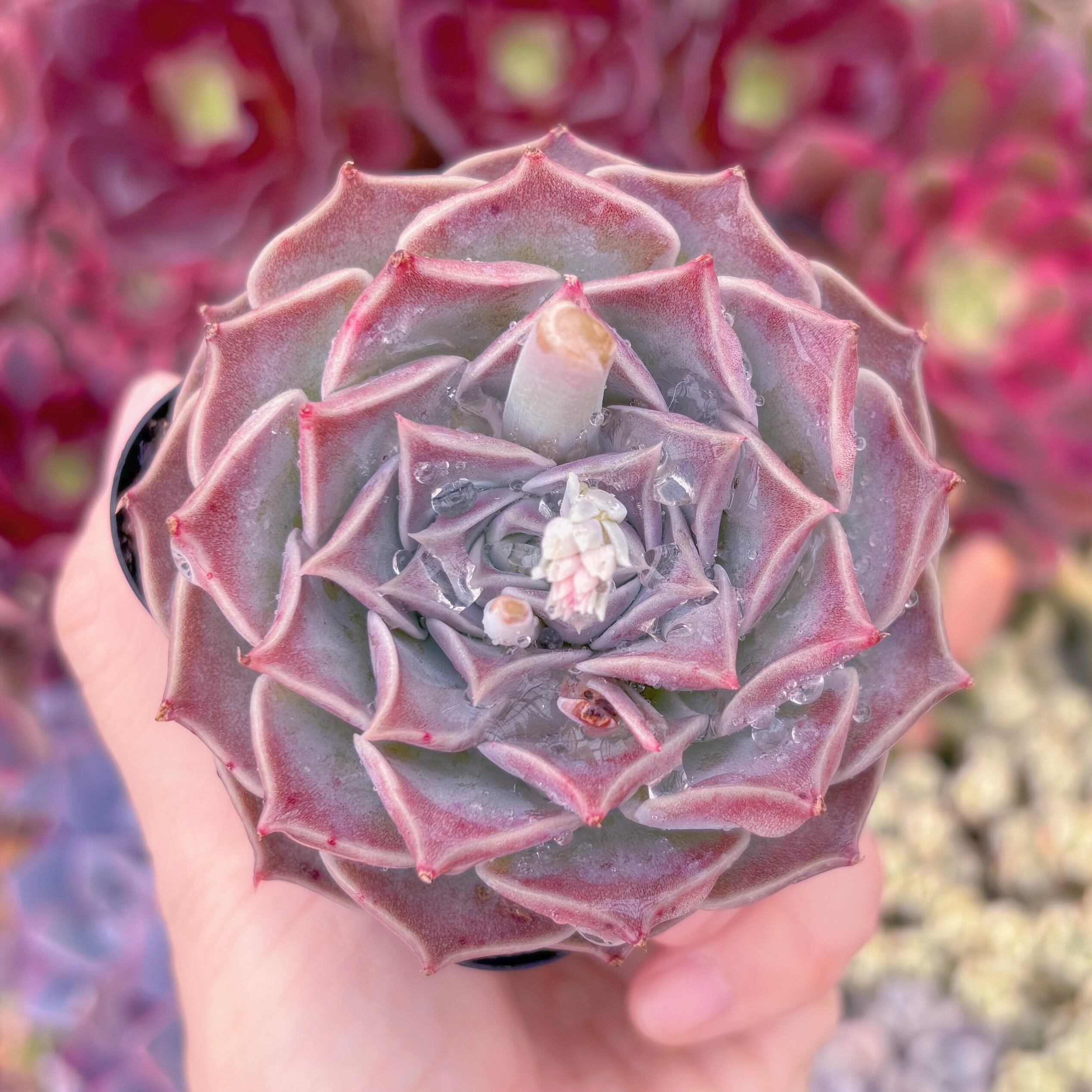 現品　ヘレナ#1115　るる農園