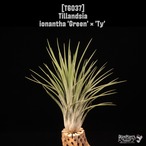 Tillandsia ionantha 'Green' × 'Ty'〔ティランジア〕T6037