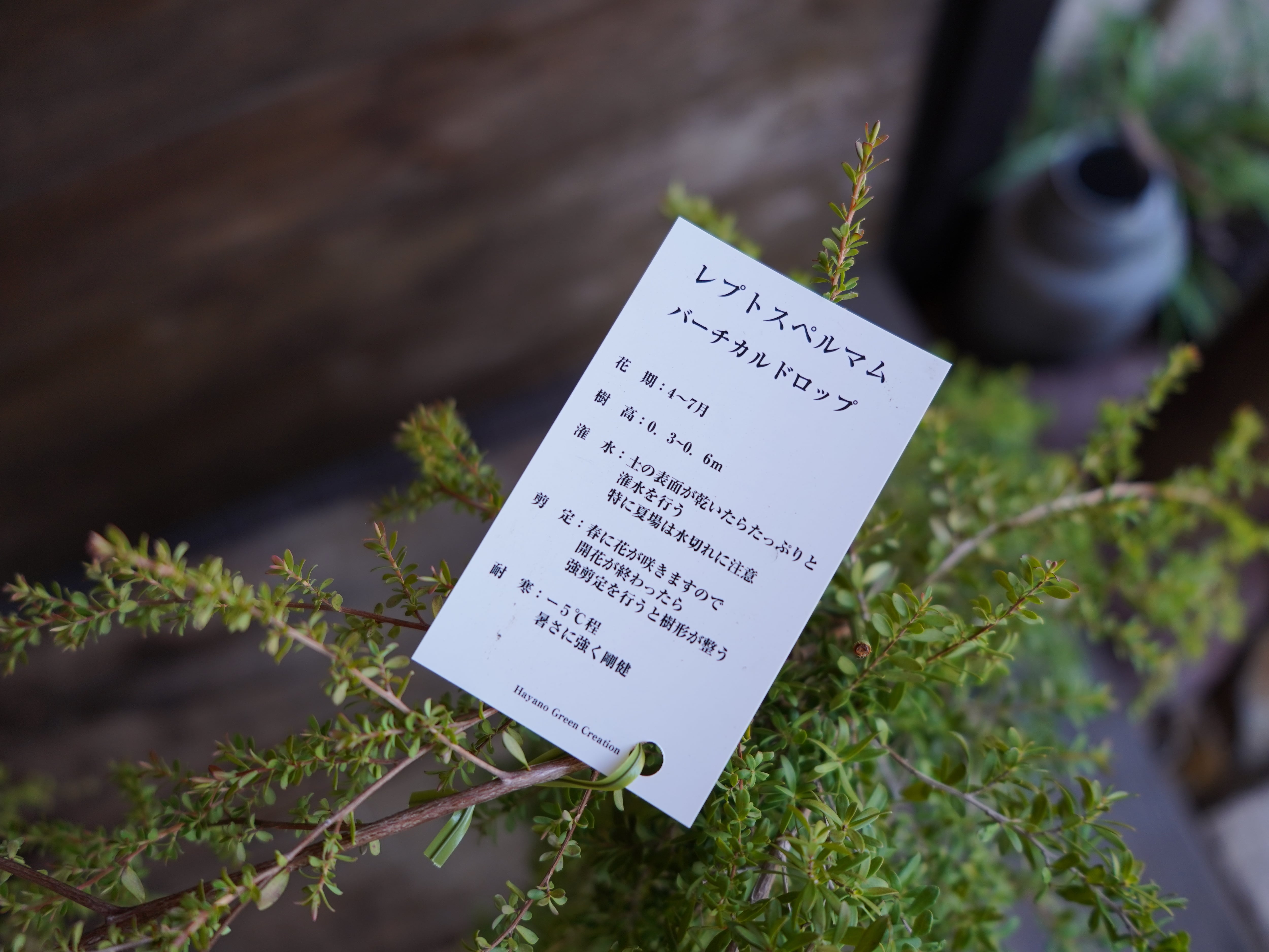 【現物】レプトスペルマム　”バーチカルドロップ”　B