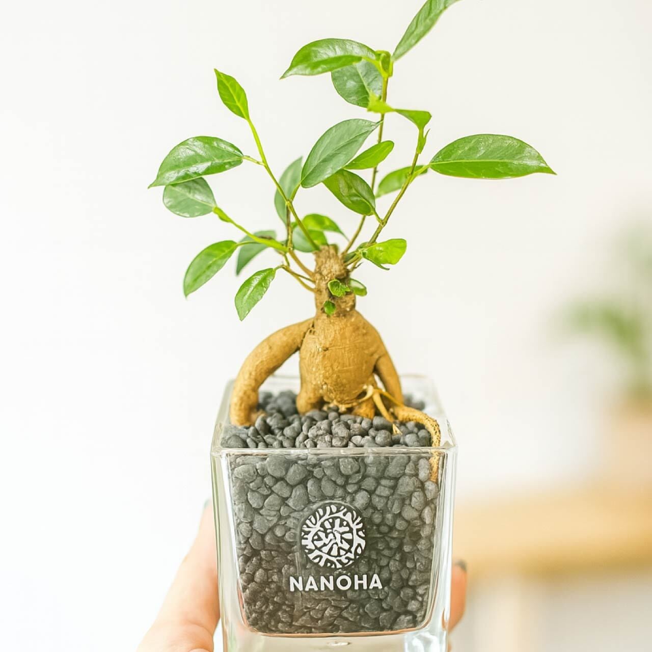 ガジュマル 黒砂利（四角容器） | インテリアグリーンショップ【NANOHA